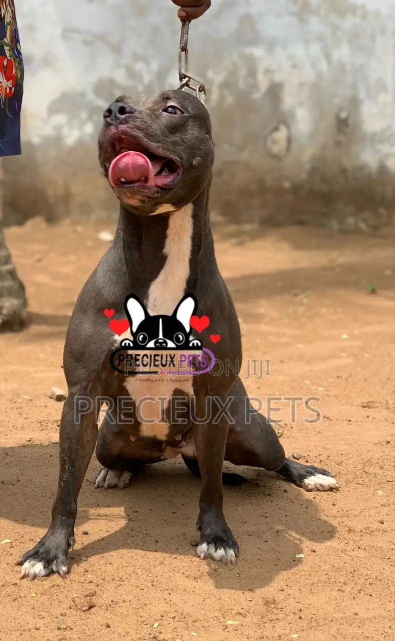 1+ Year Female Purebred American Pit Bull Terrier