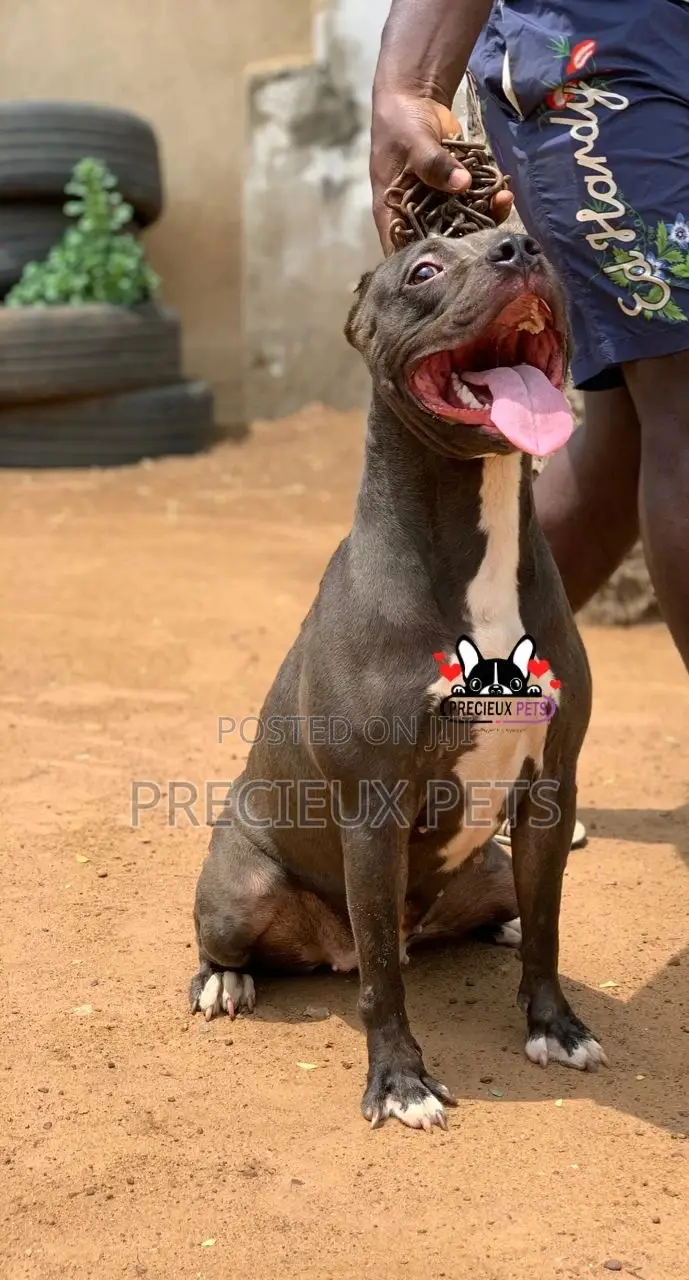 1+ Year Female Purebred American Pit Bull Terrier