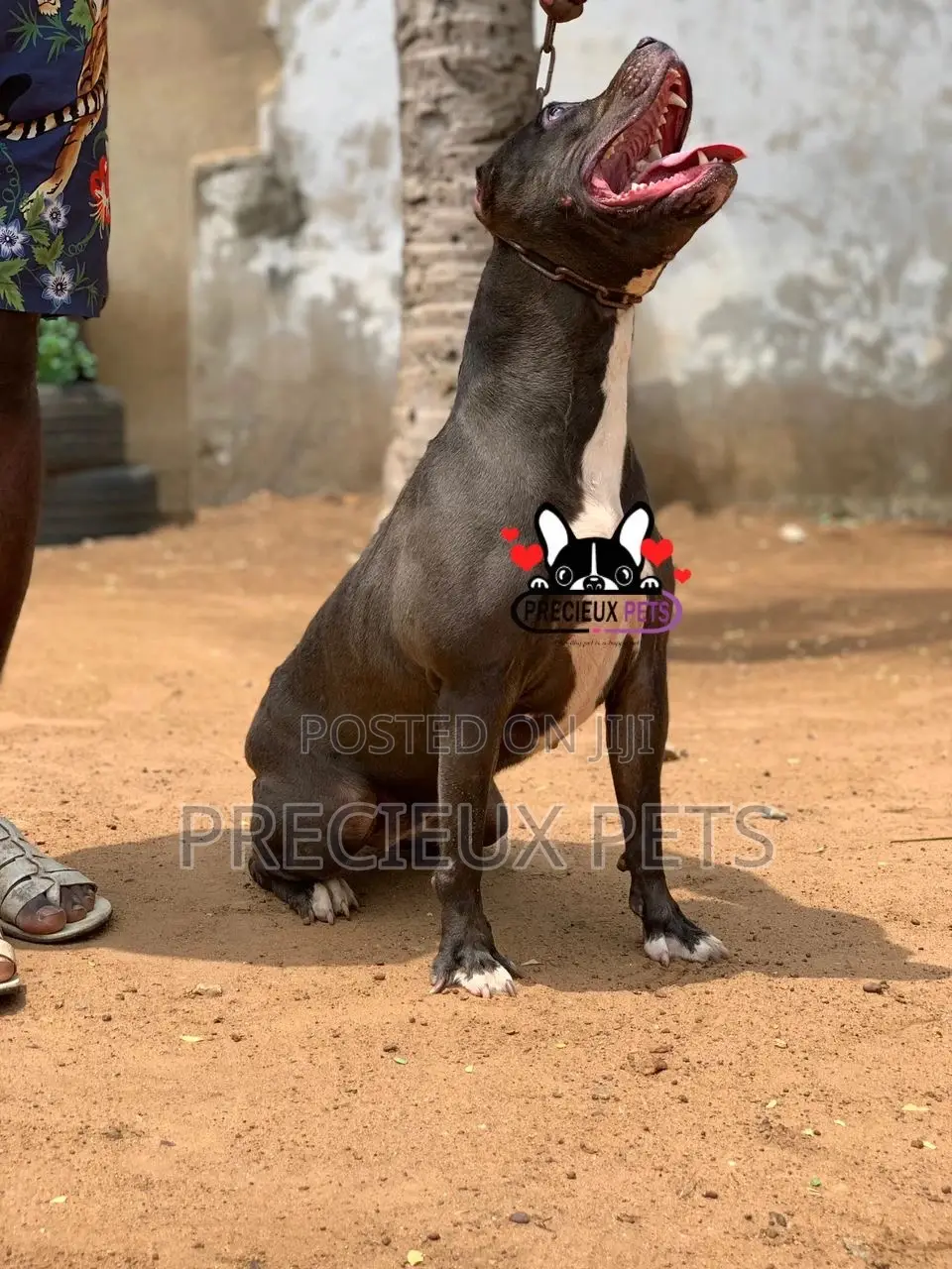 1+ Year Female Purebred American Pit Bull Terrier