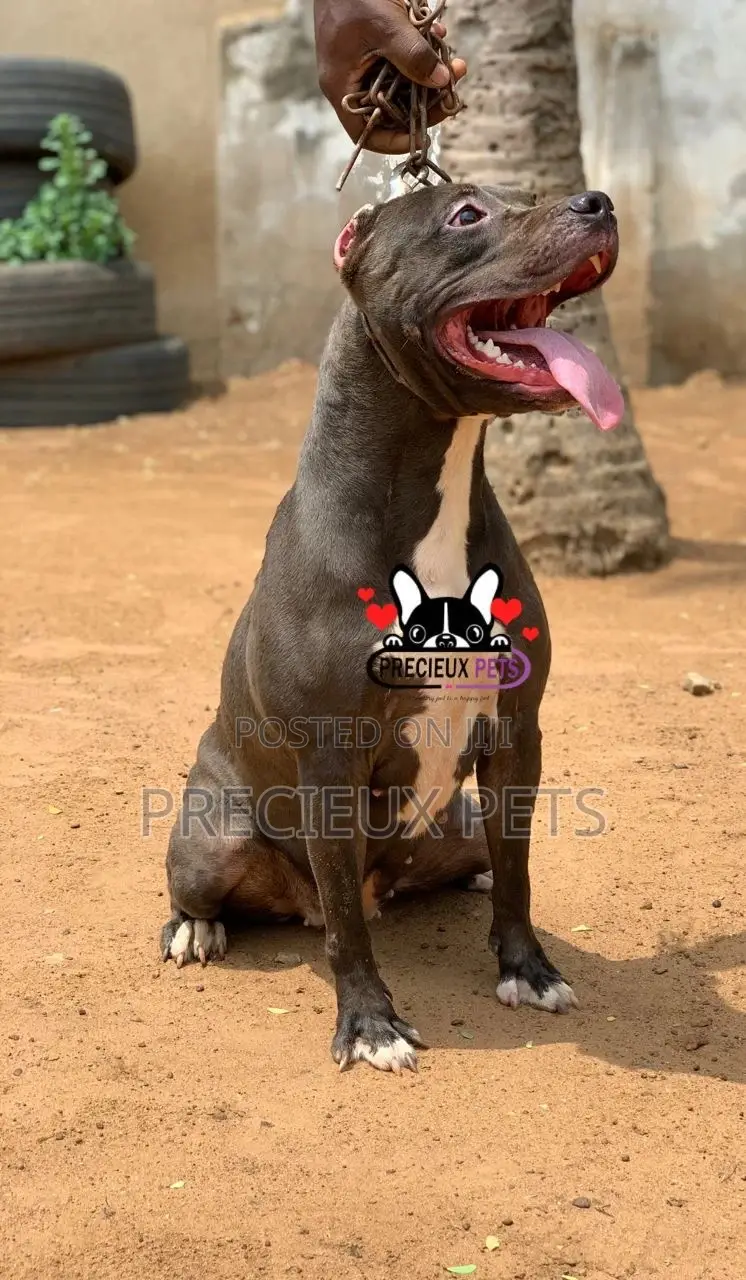 1+ Year Female Purebred American Pit Bull Terrier