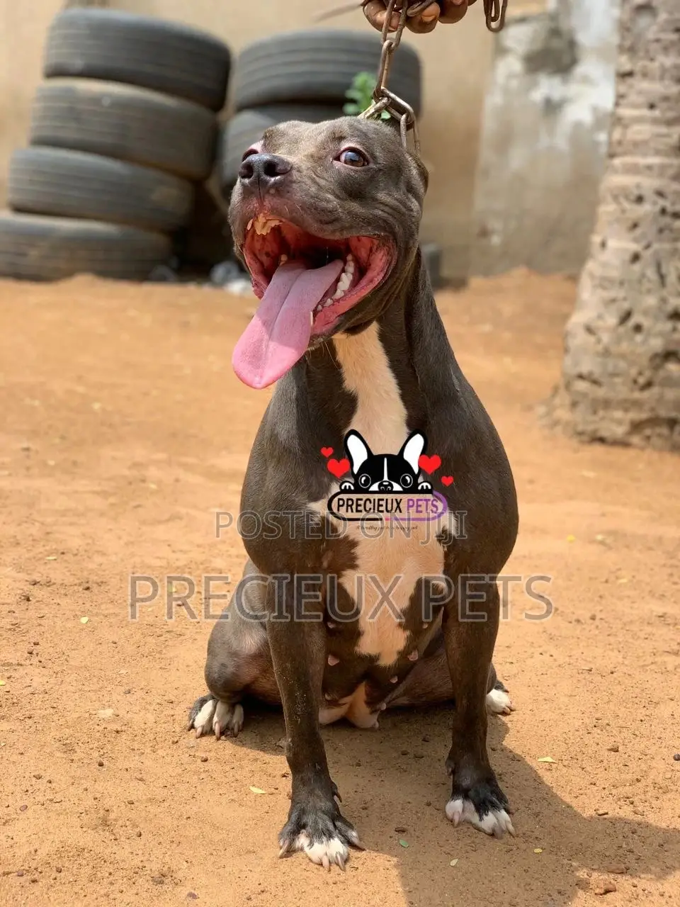 1+ Year Female Purebred American Pit Bull Terrier