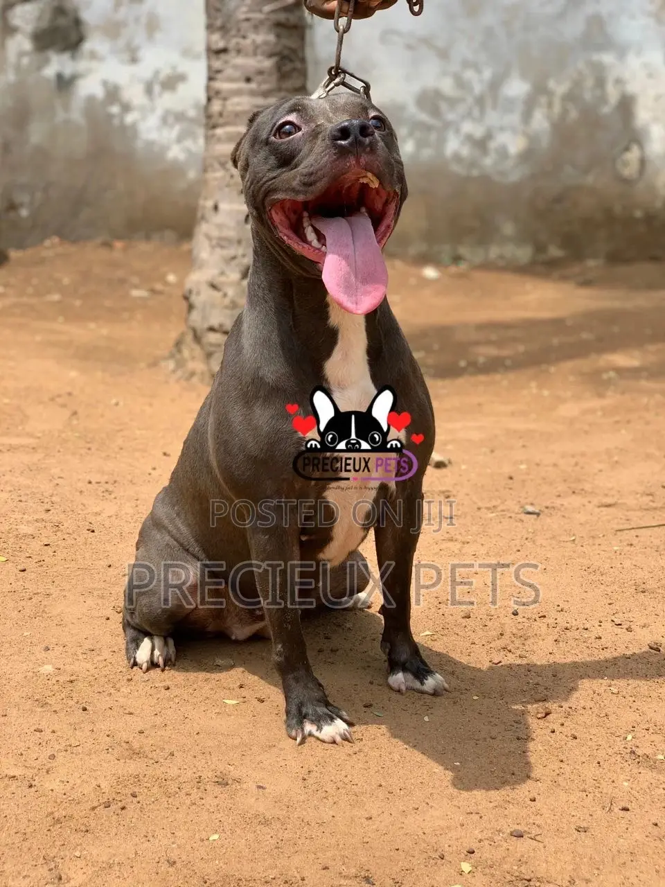 1+ Year Female Purebred American Pit Bull Terrier
