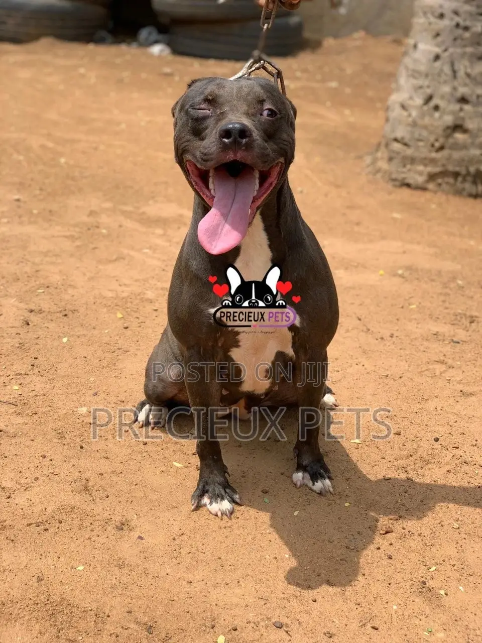 1+ Year Female Purebred American Pit Bull Terrier