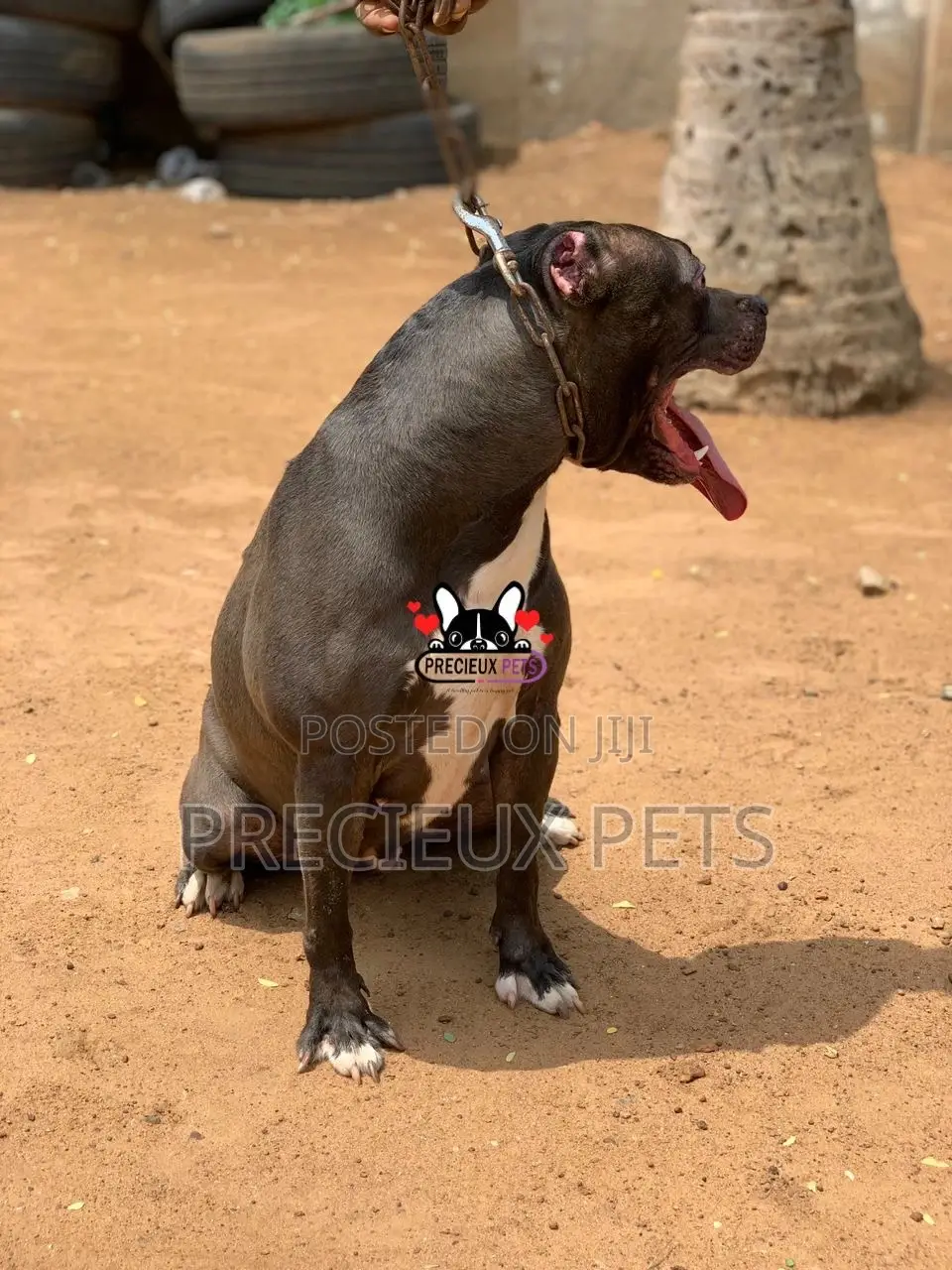 1+ Year Female Purebred American Pit Bull Terrier