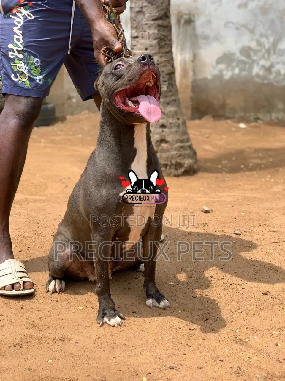 1+ Year Female Purebred American Pit Bull Terrier