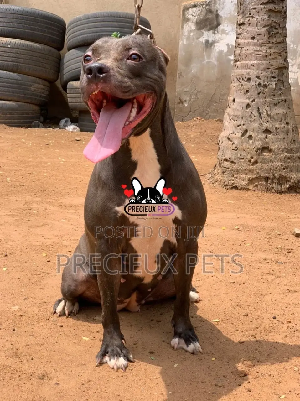1+ Year Female Purebred American Pit Bull Terrier