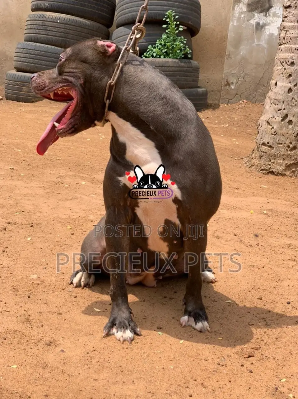 1+ Year Female Purebred American Pit Bull Terrier