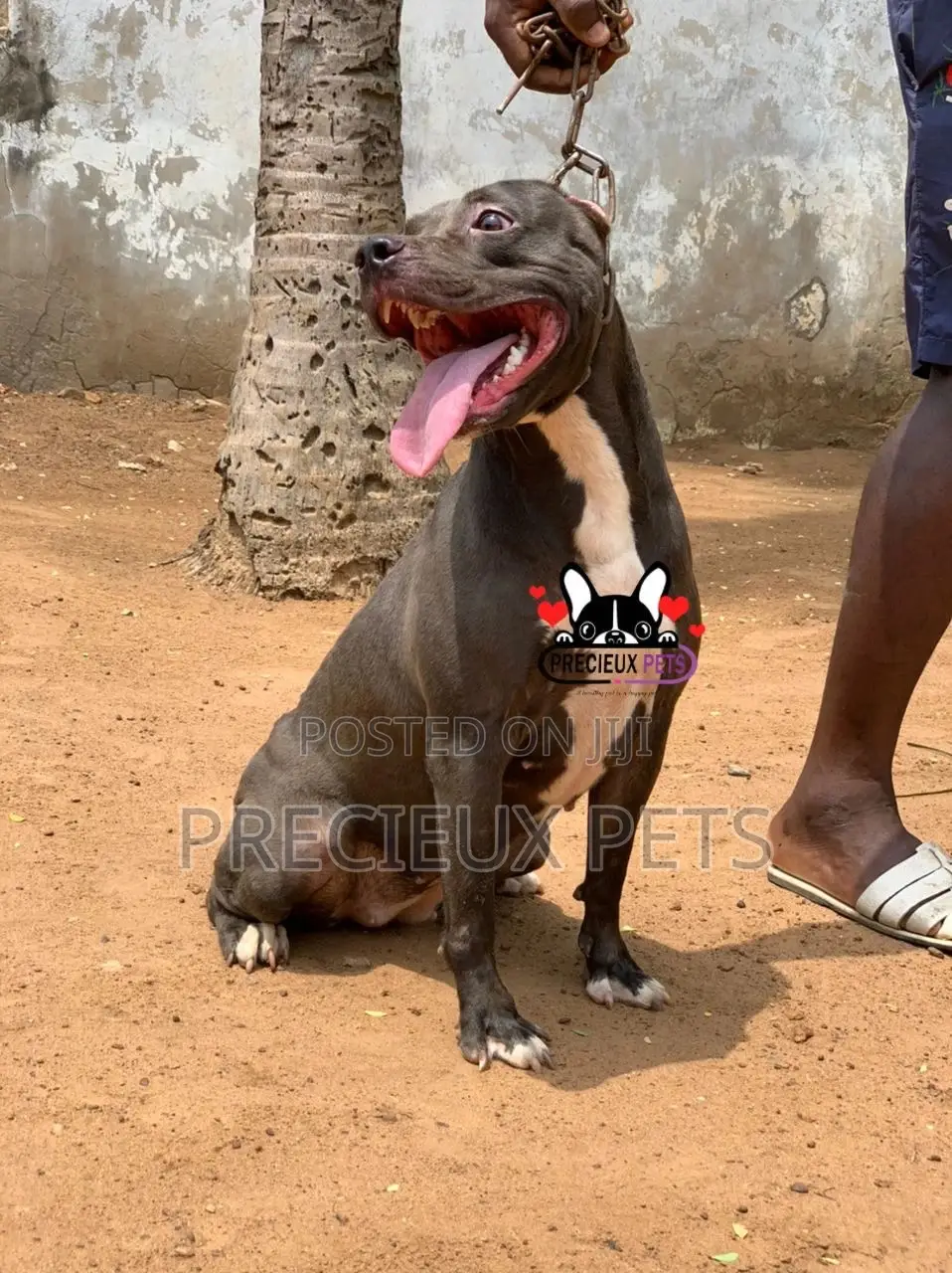 1+ Year Female Purebred American Pit Bull Terrier