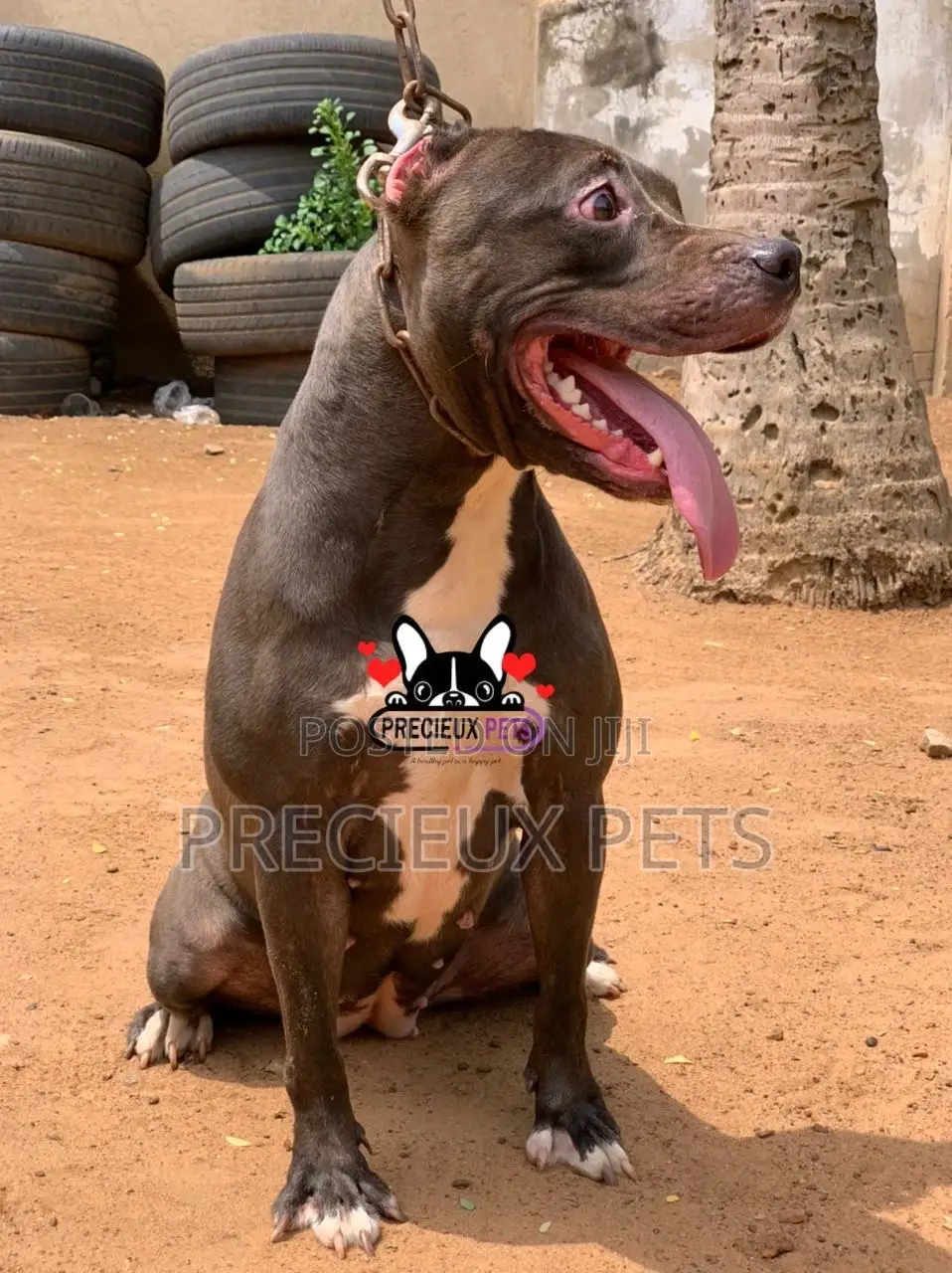 1+ Year Female Purebred American Pit Bull Terrier