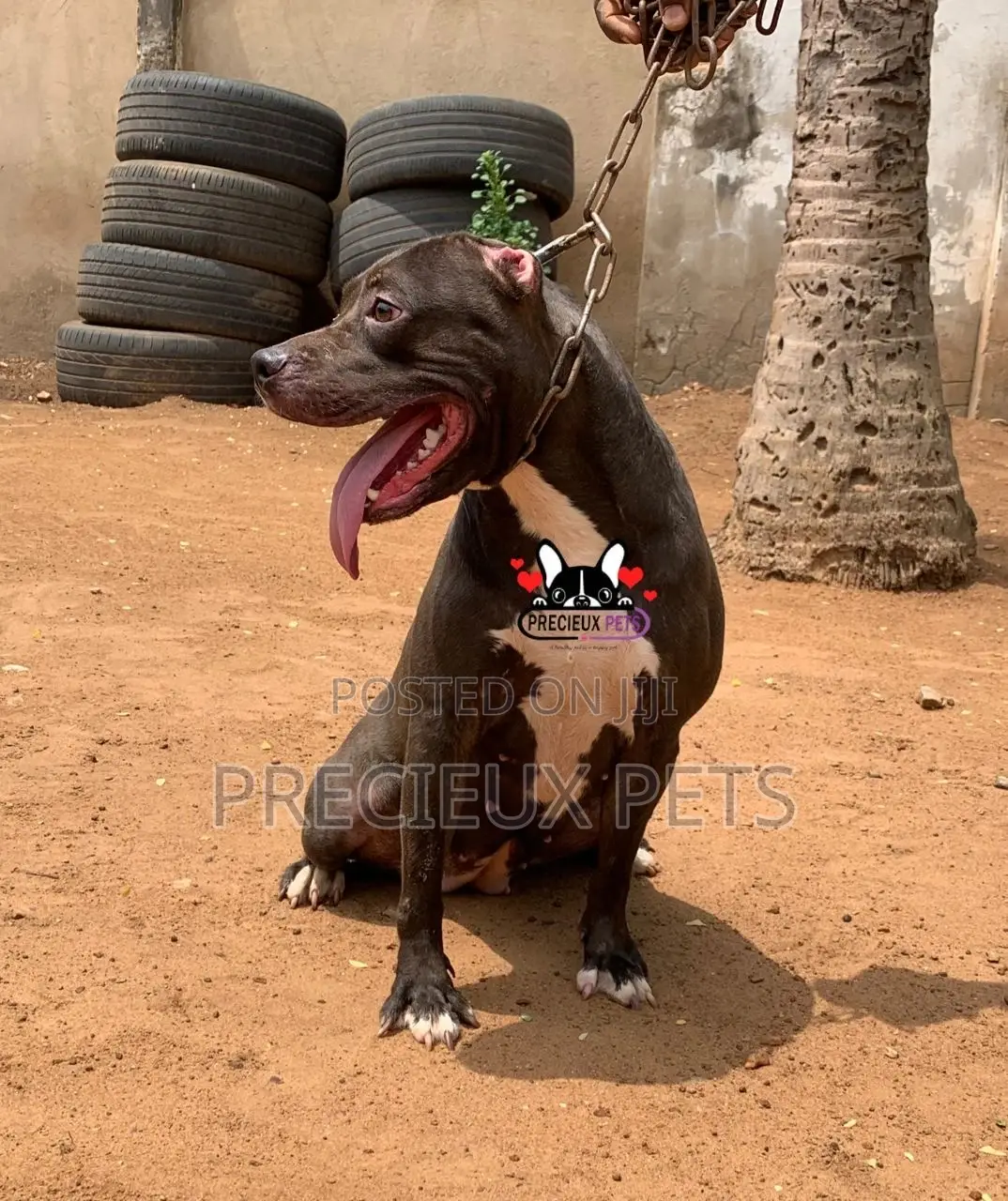 1+ Year Female Purebred American Pit Bull Terrier