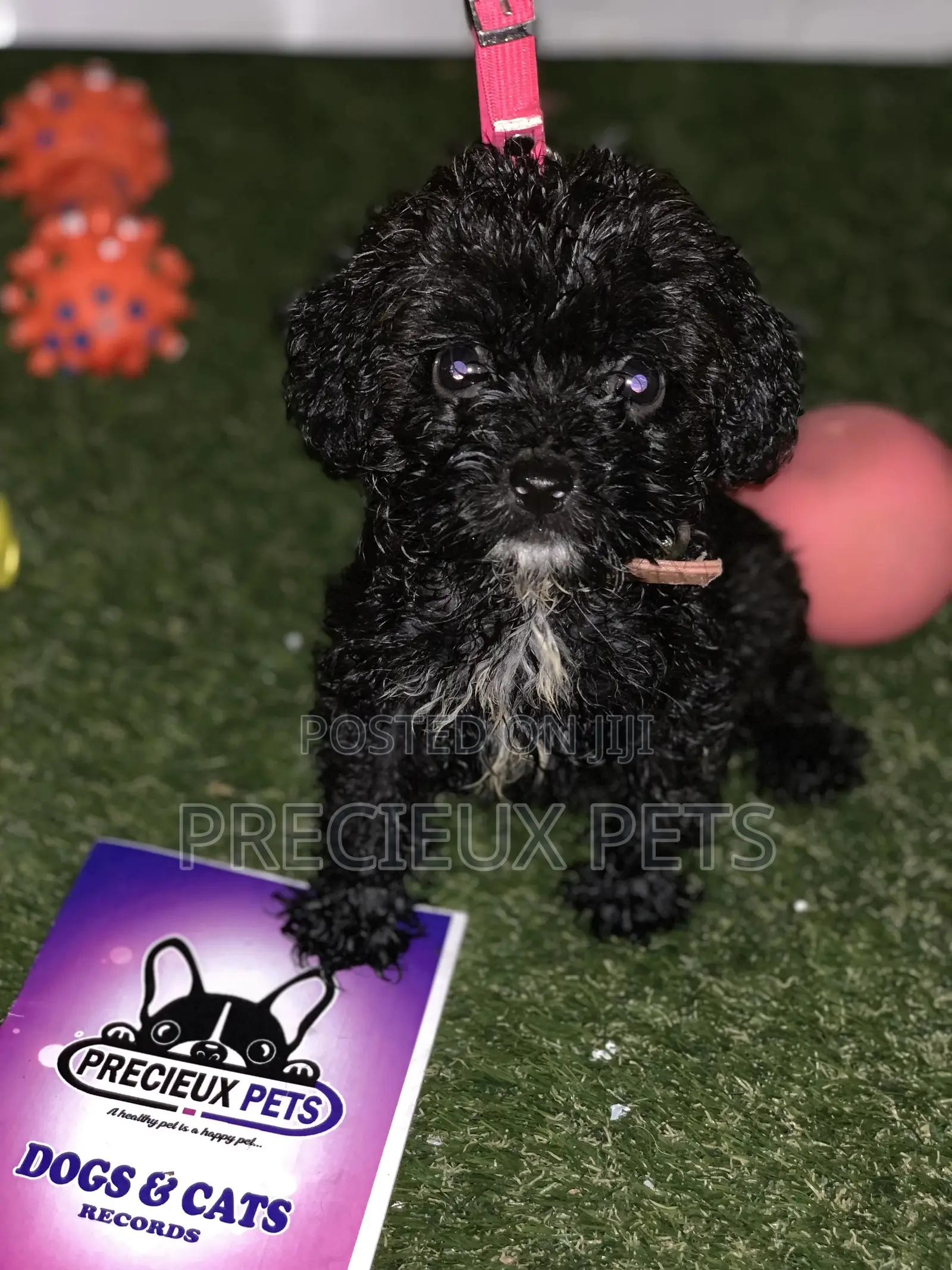 1-3 Months Male Purebred Poodle