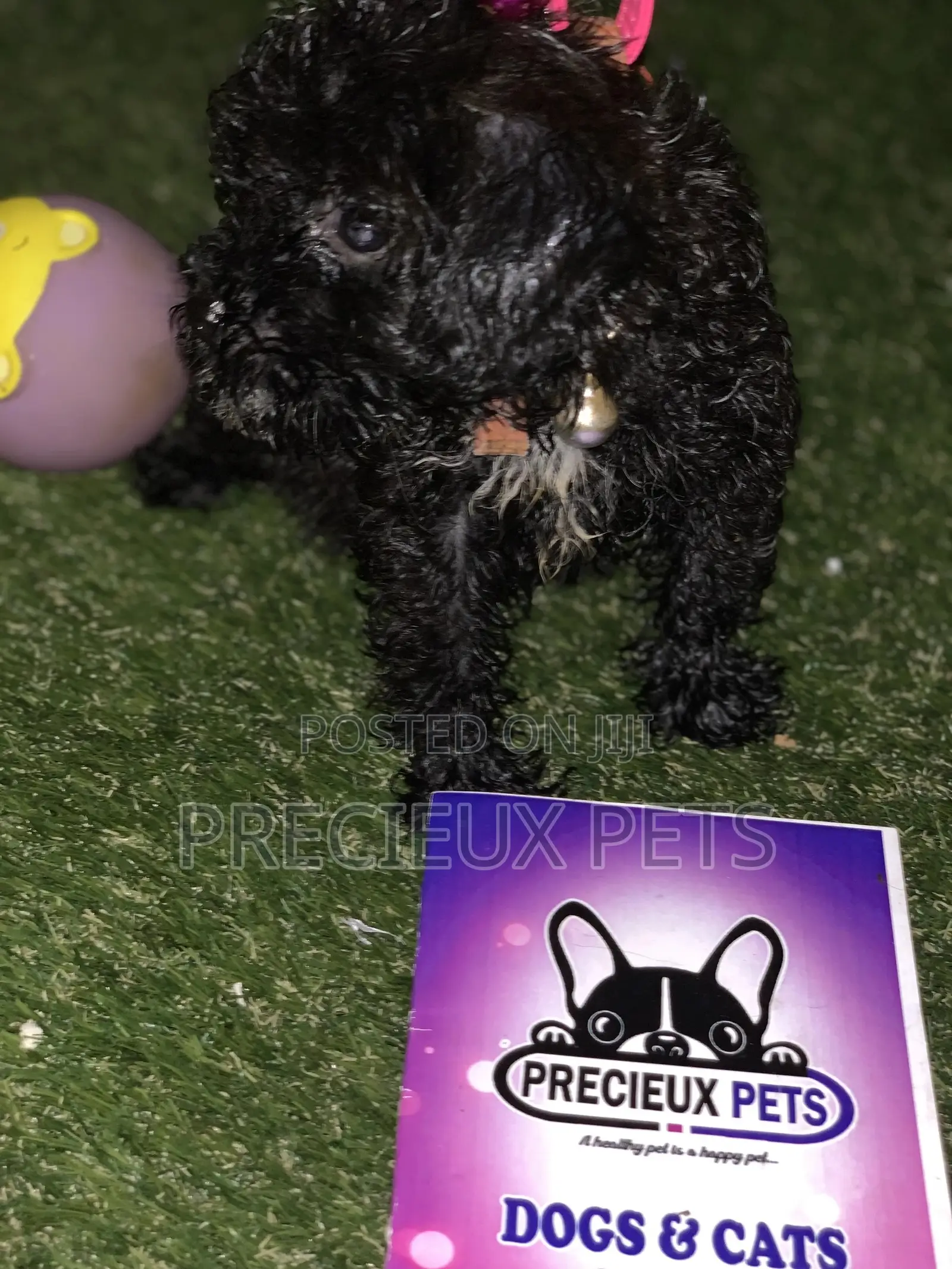1-3 Months Male Purebred Poodle