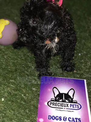 1-3 Months Male Purebred Poodle