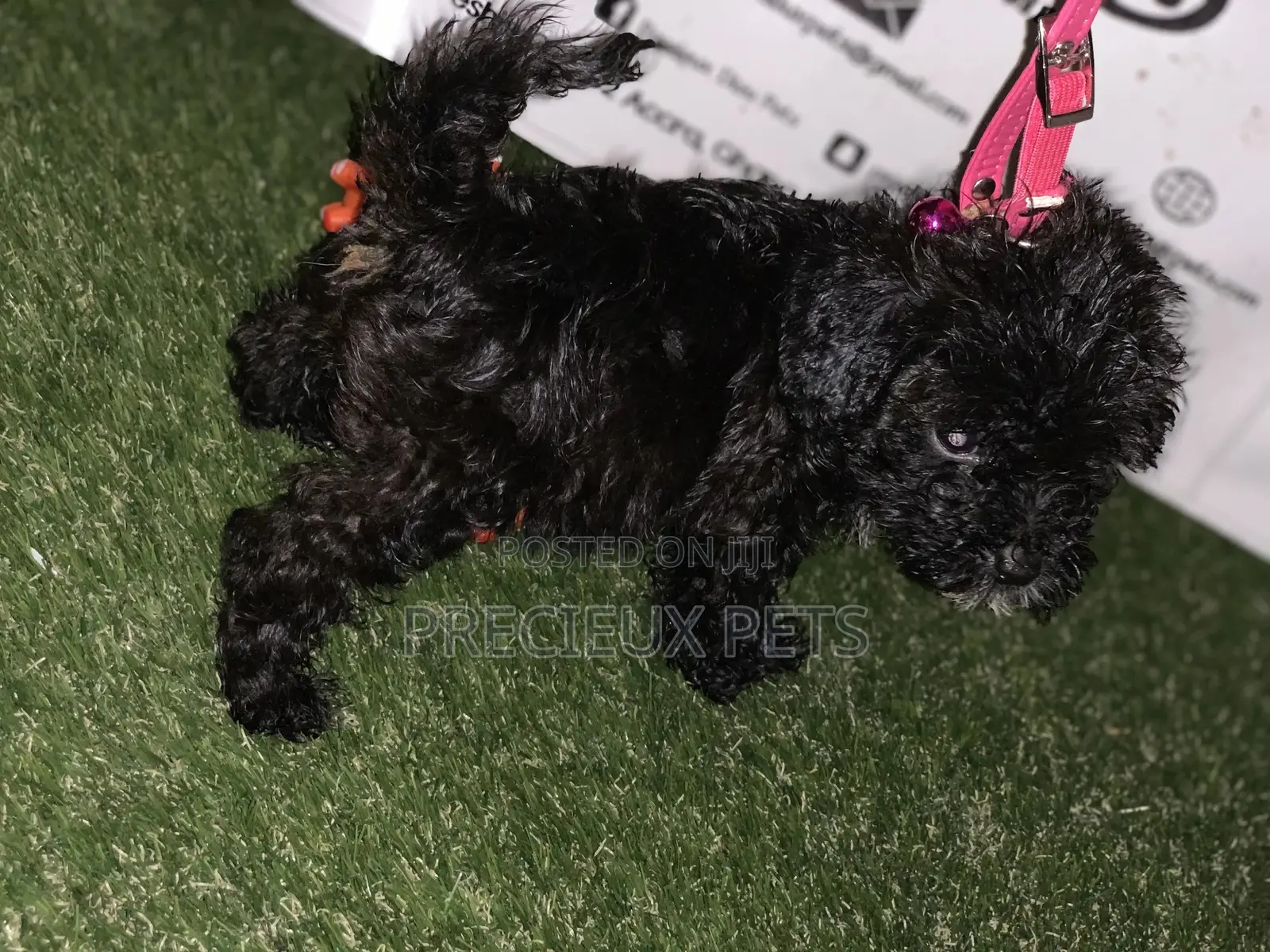 1-3 Months Male Purebred Poodle