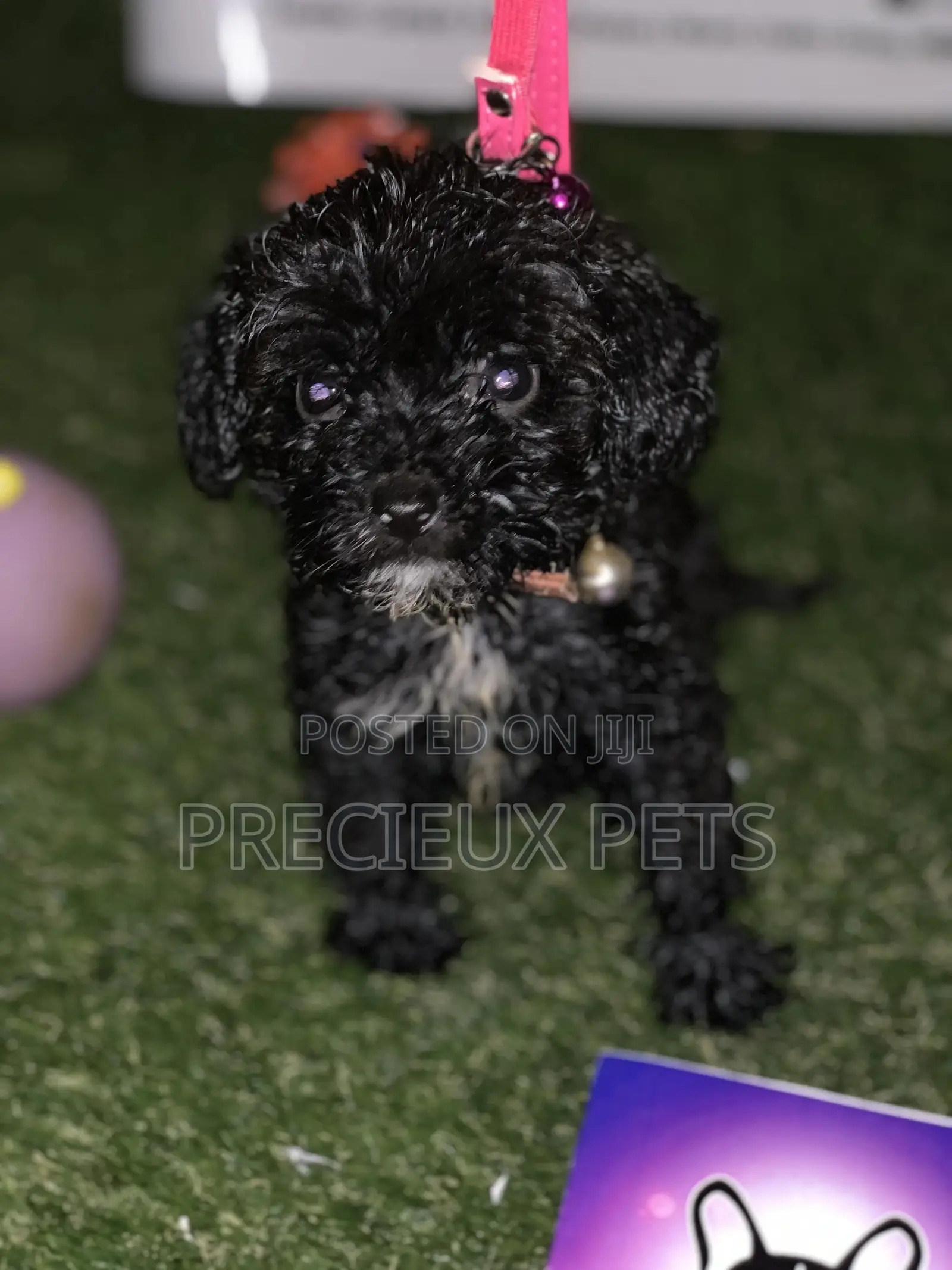 1-3 Months Male Purebred Poodle
