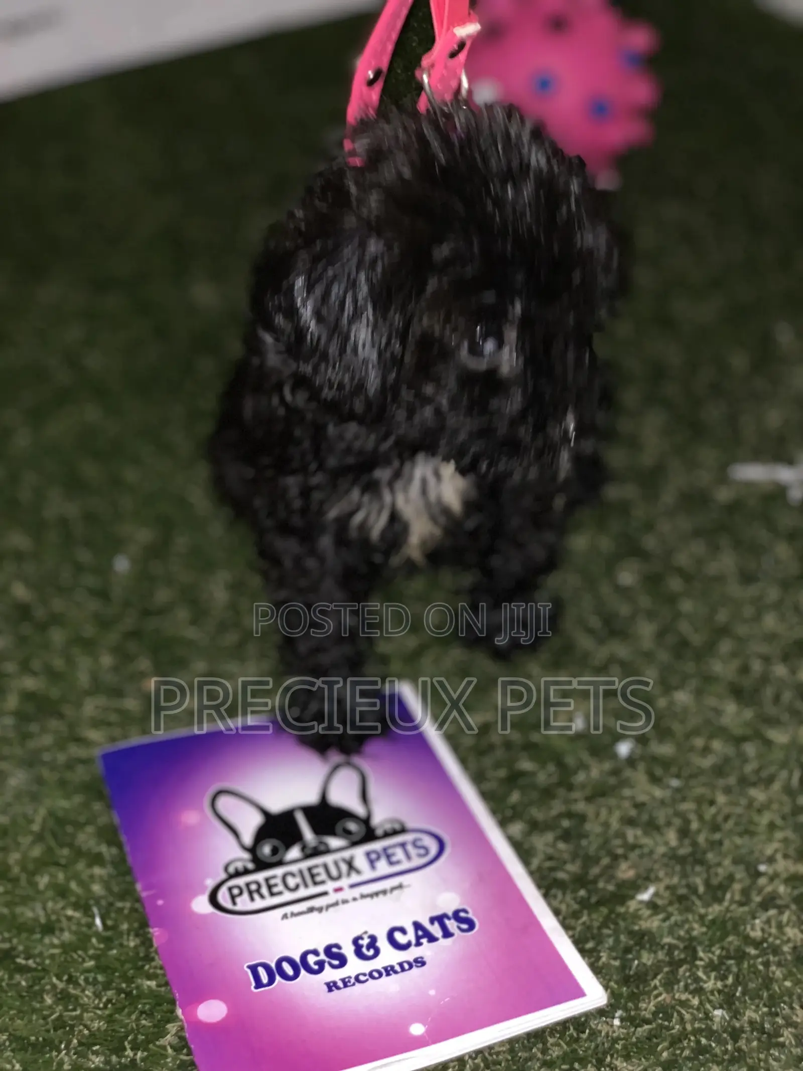 1-3 Months Male Purebred Poodle