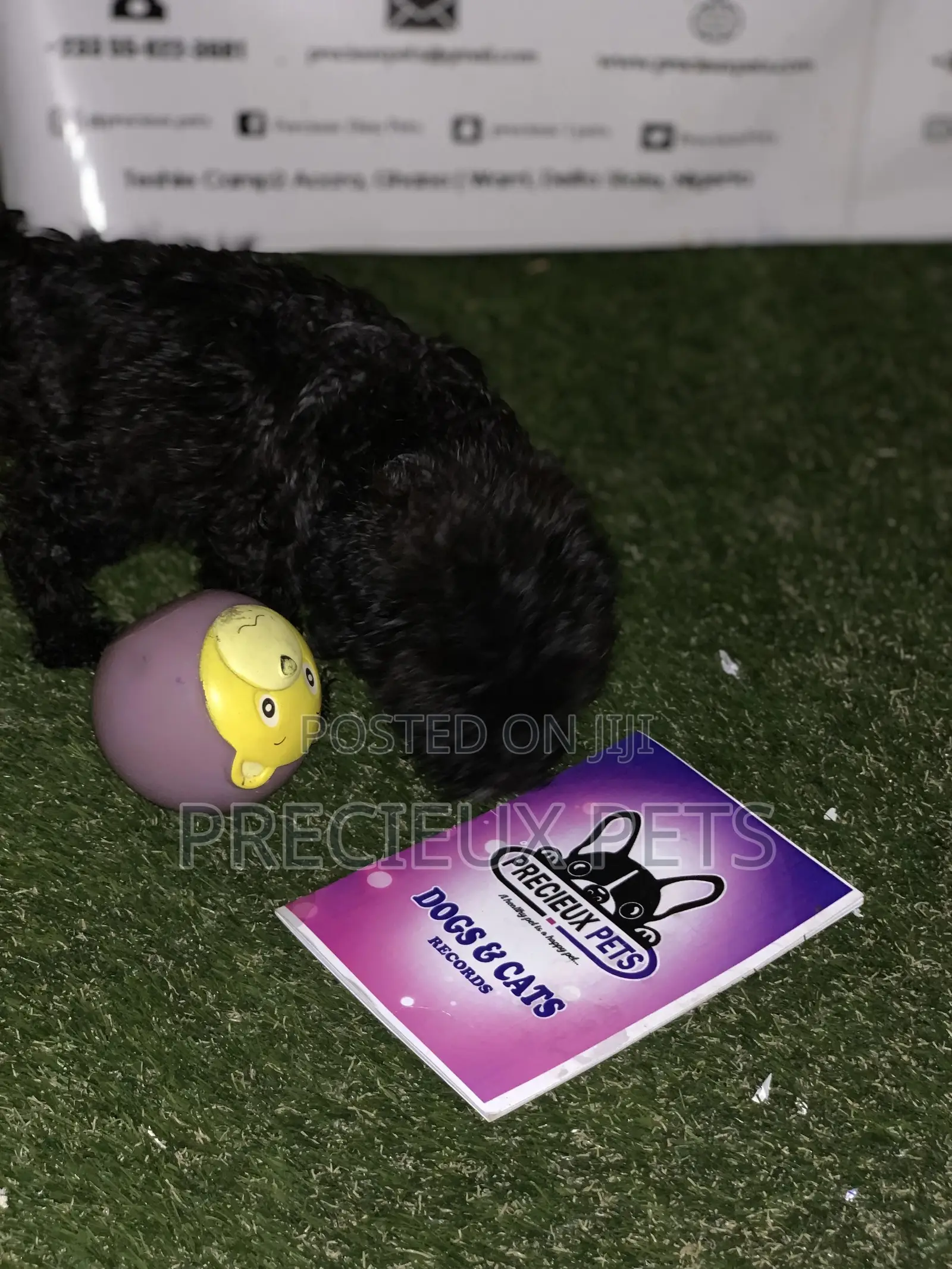 1-3 Months Male Purebred Poodle