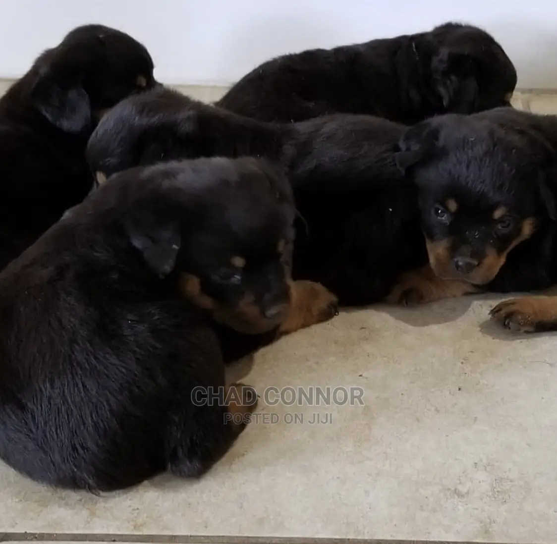 1-3 months Male Purebred Rottweiler