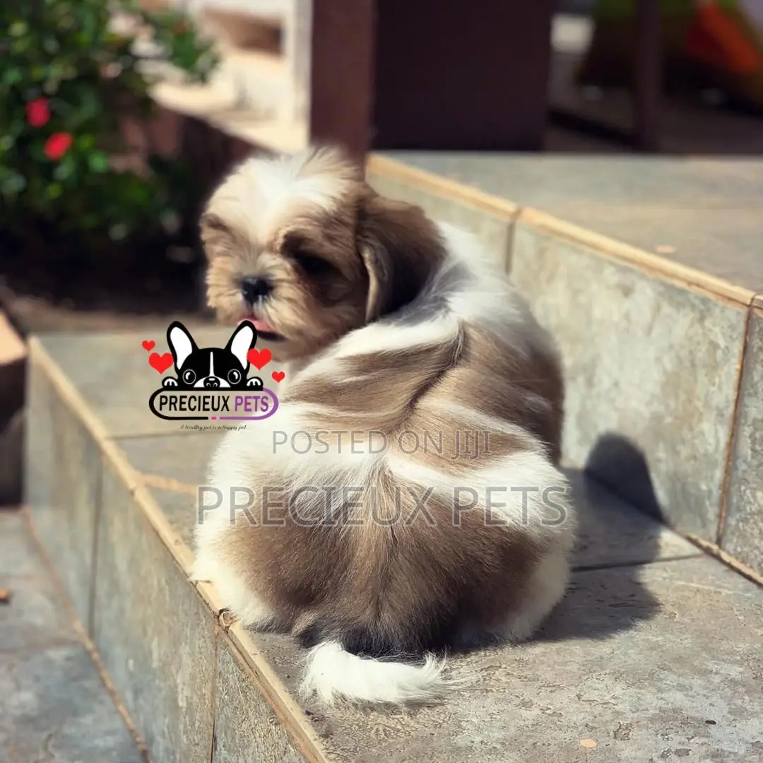 1-3 Month Male Purebred Shih Tzu