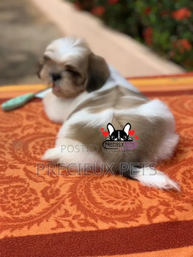 1-3 Month Male Purebred Shih Tzu