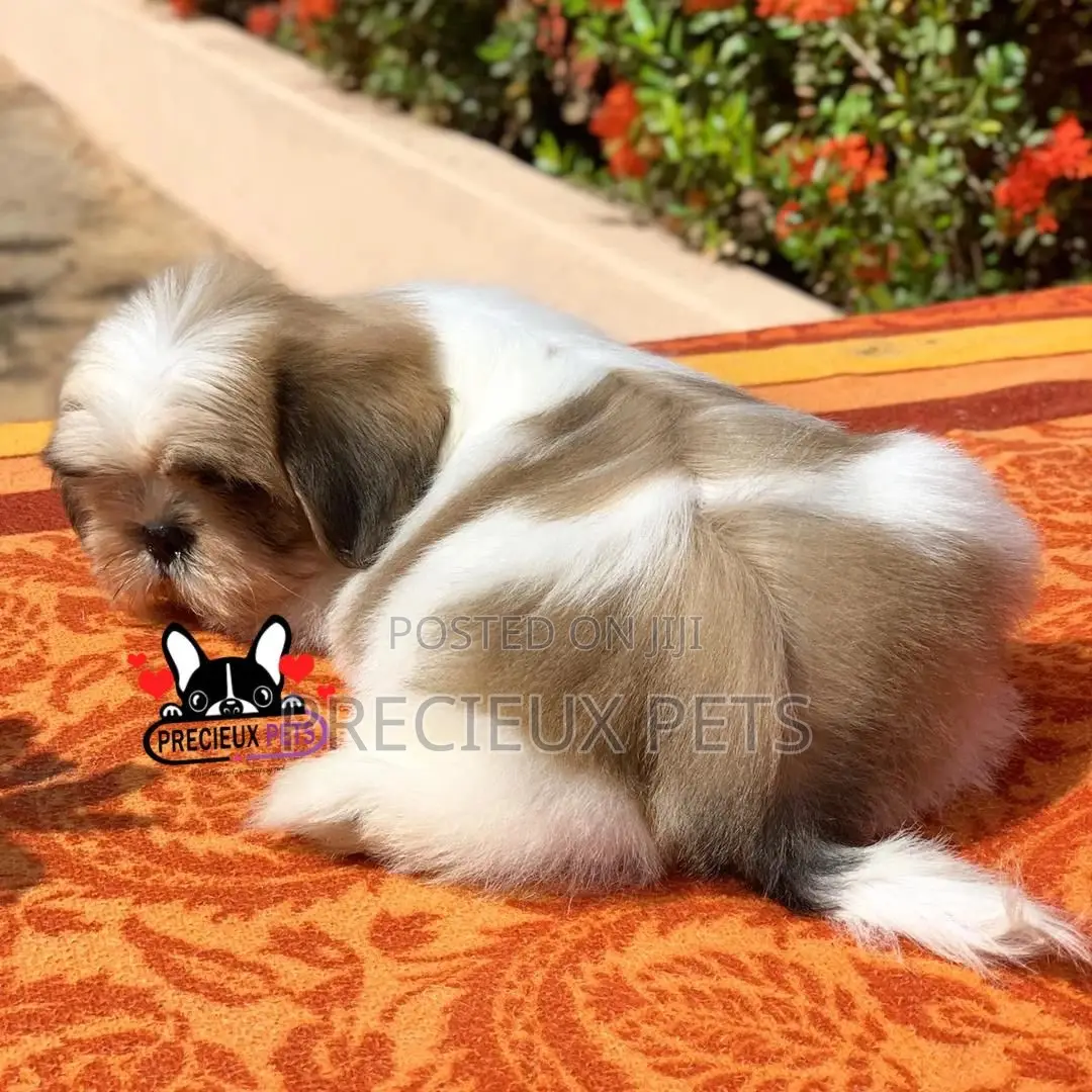 1-3 Month Male Purebred Shih Tzu