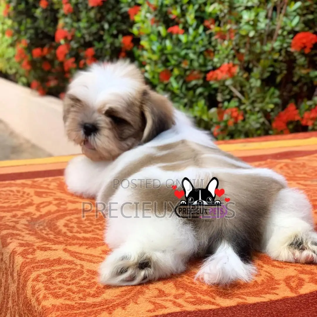 1-3 Month Male Purebred Shih Tzu