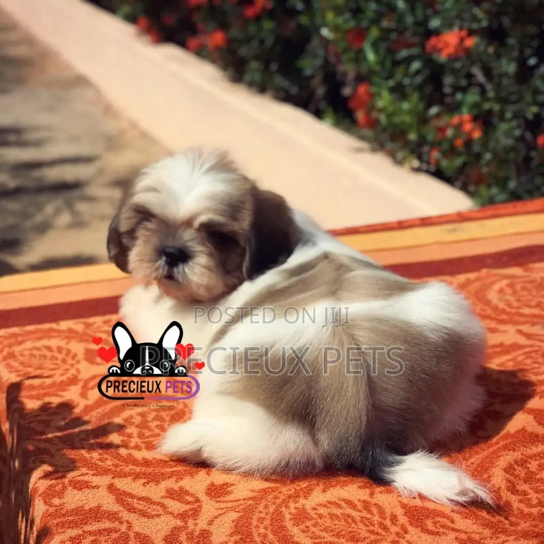 1-3 Month Male Purebred Shih Tzu