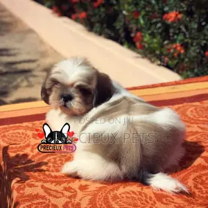 1-3 Month Male Purebred Shih Tzu
