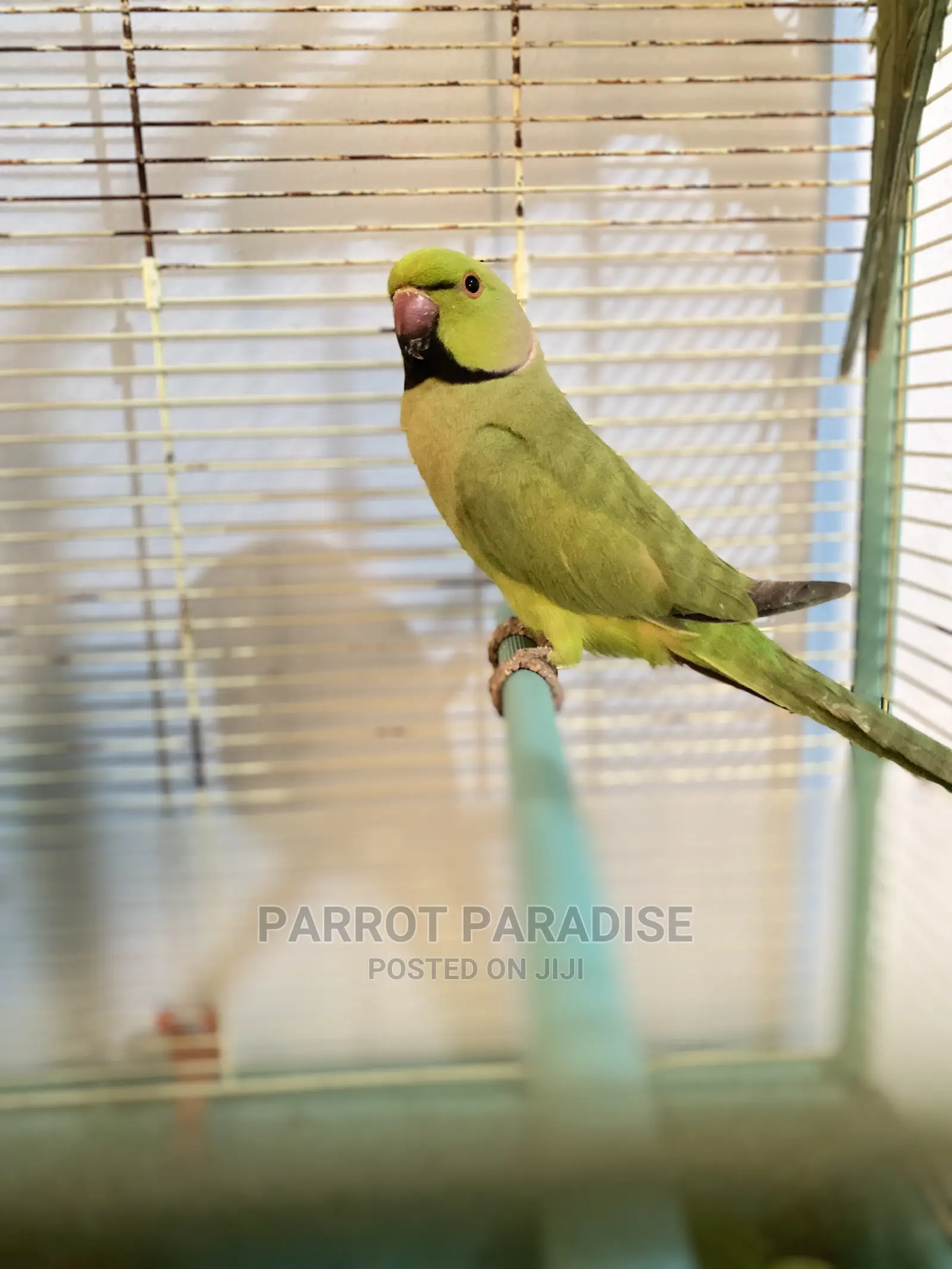 Indian Rose Ringneck Parrot