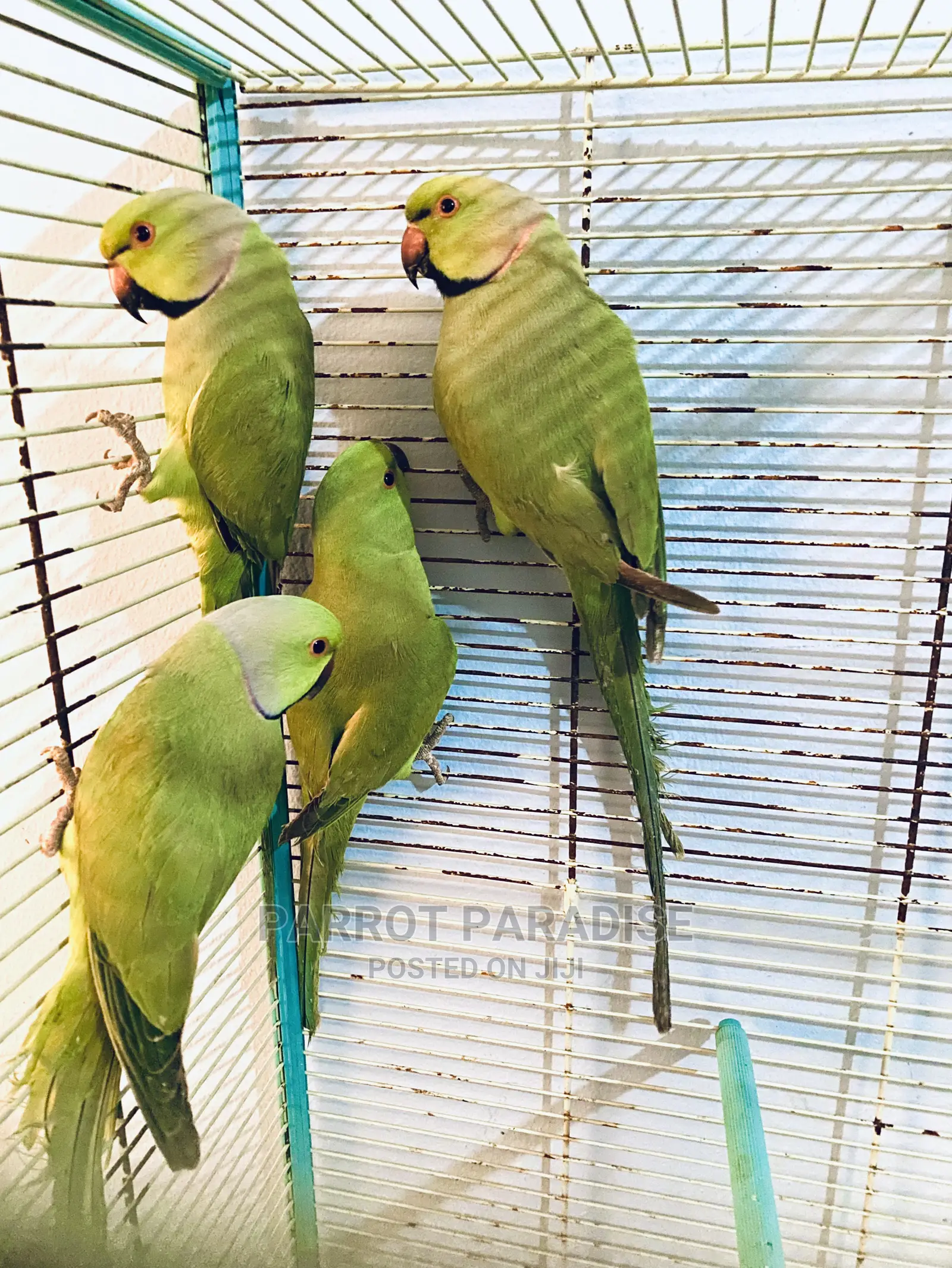 Indian Rose Ringneck Parrot