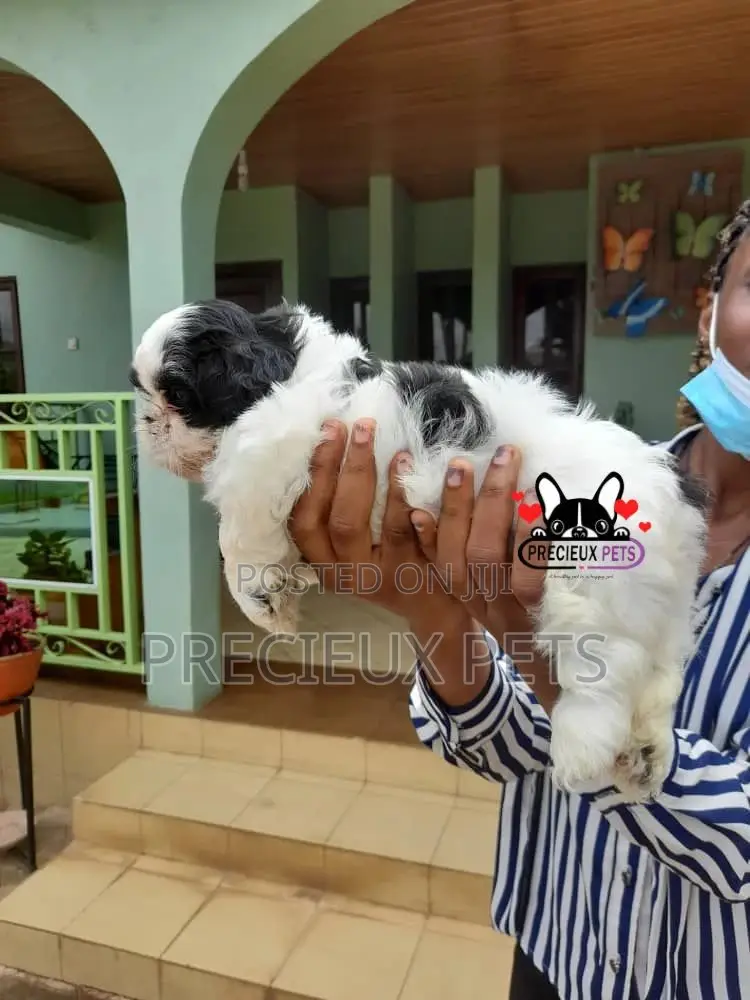 1-3 Month Female Purebred Shih Tzu