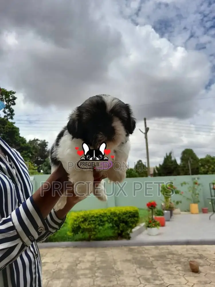1-3 Month Female Purebred Shih Tzu