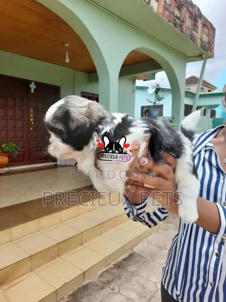 1-3 Month Female Purebred Shih Tzu