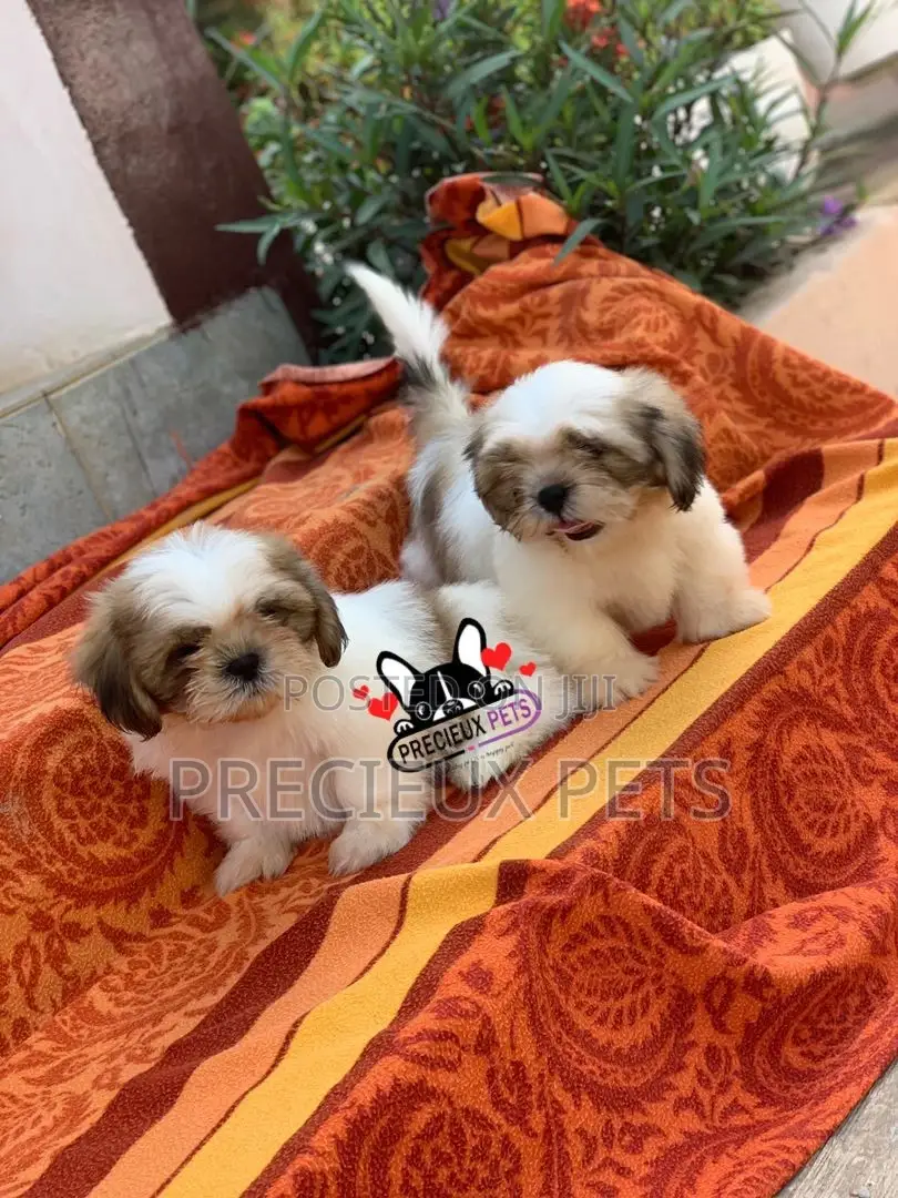 1-3 Month Female Purebred Shih Tzu