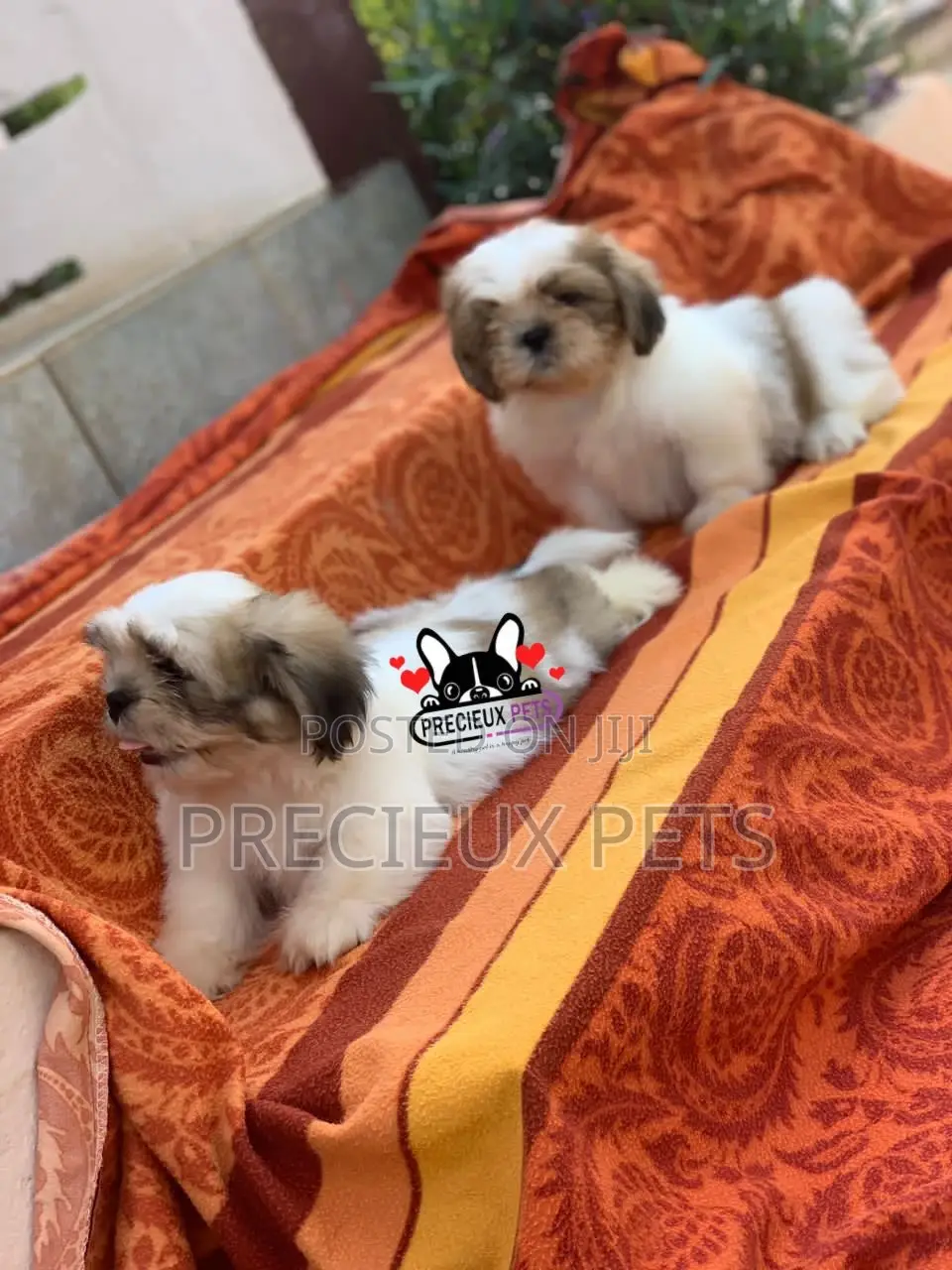 1-3 Month Female Purebred Shih Tzu