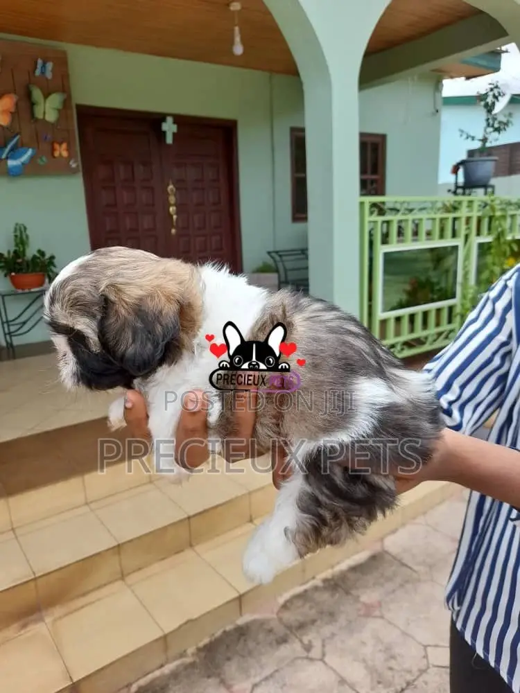 1-3 Month Female Purebred Shih Tzu