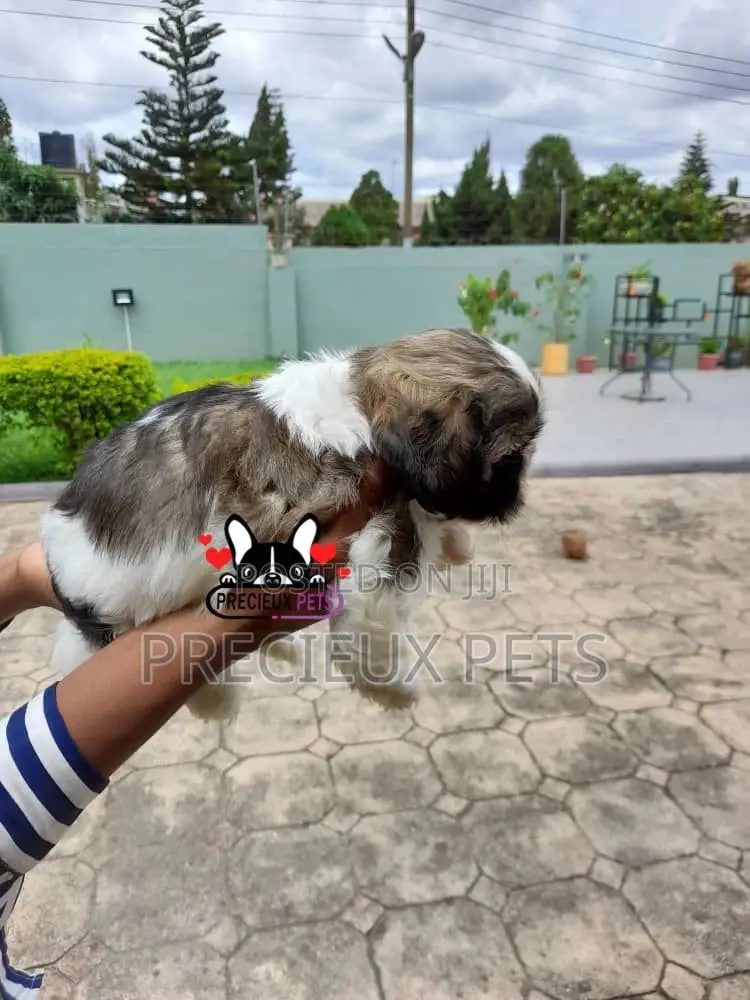 1-3 Month Female Purebred Shih Tzu