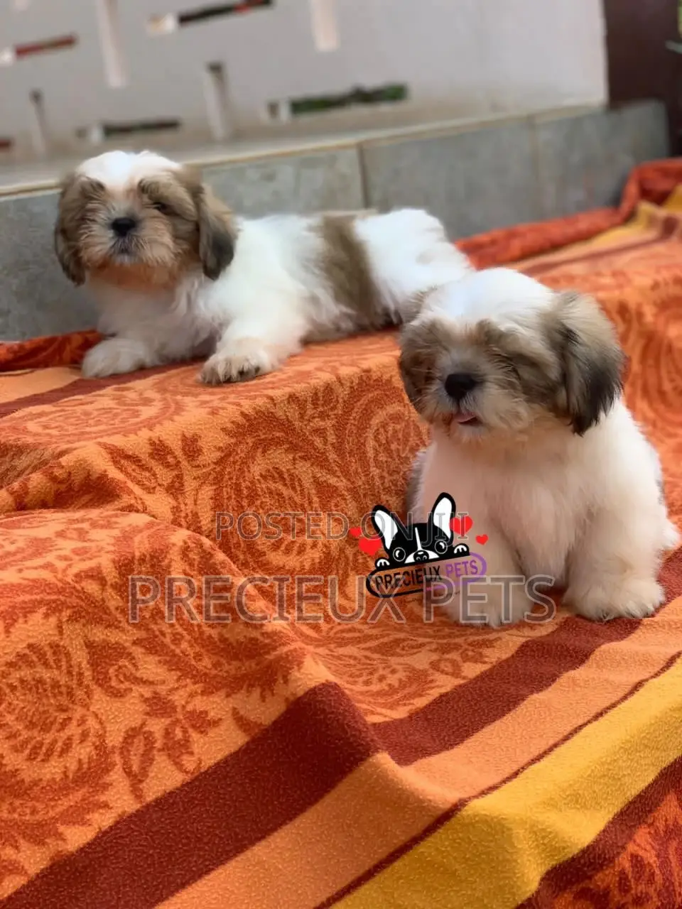 1-3 Month Female Purebred Shih Tzu