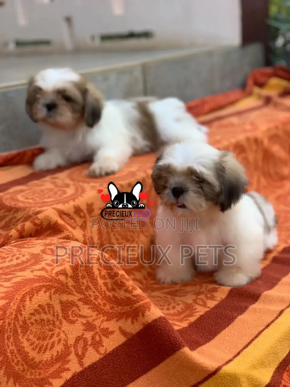 1-3 Month Female Purebred Shih Tzu