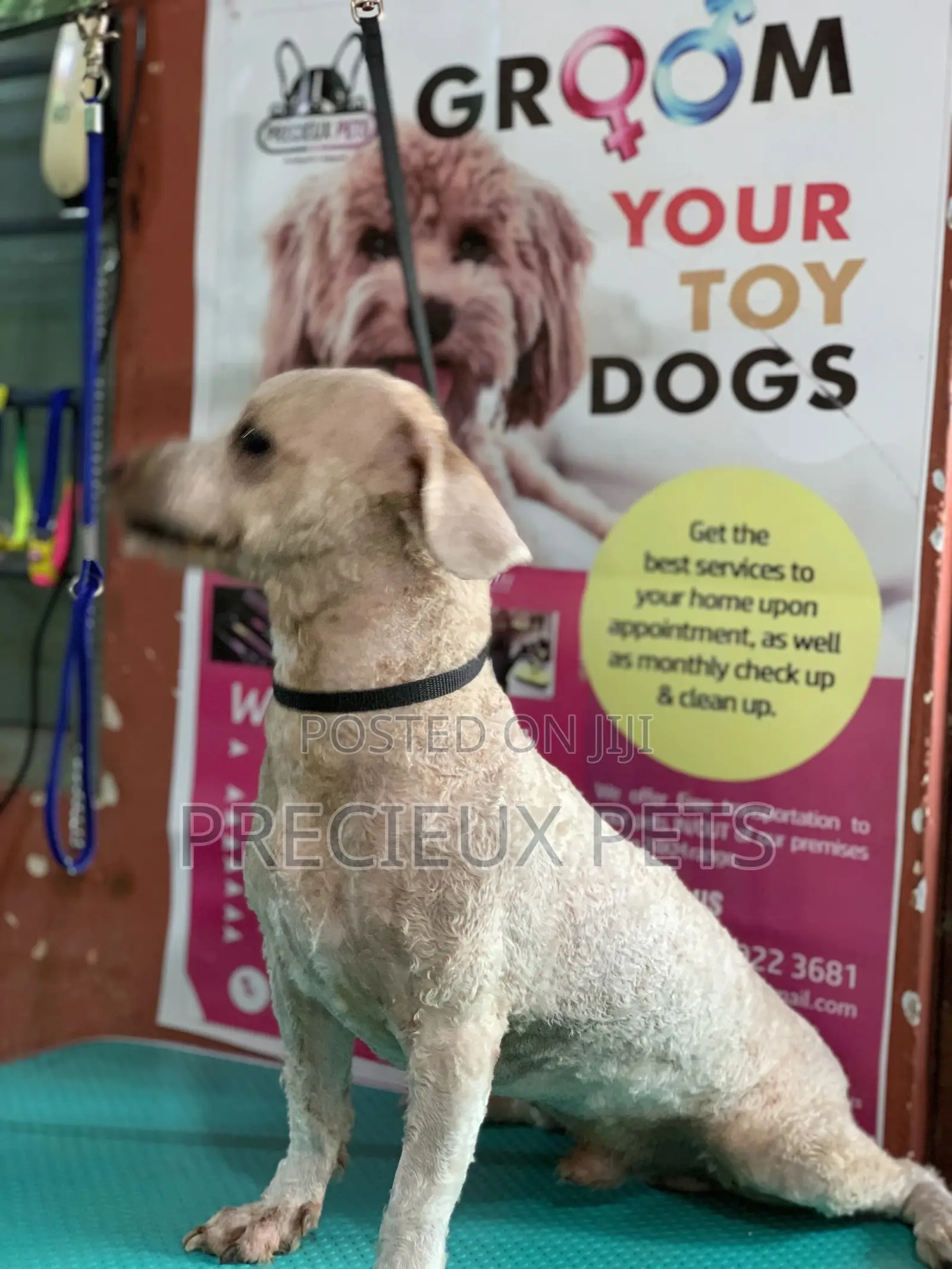 Full Option Grooming Package #1