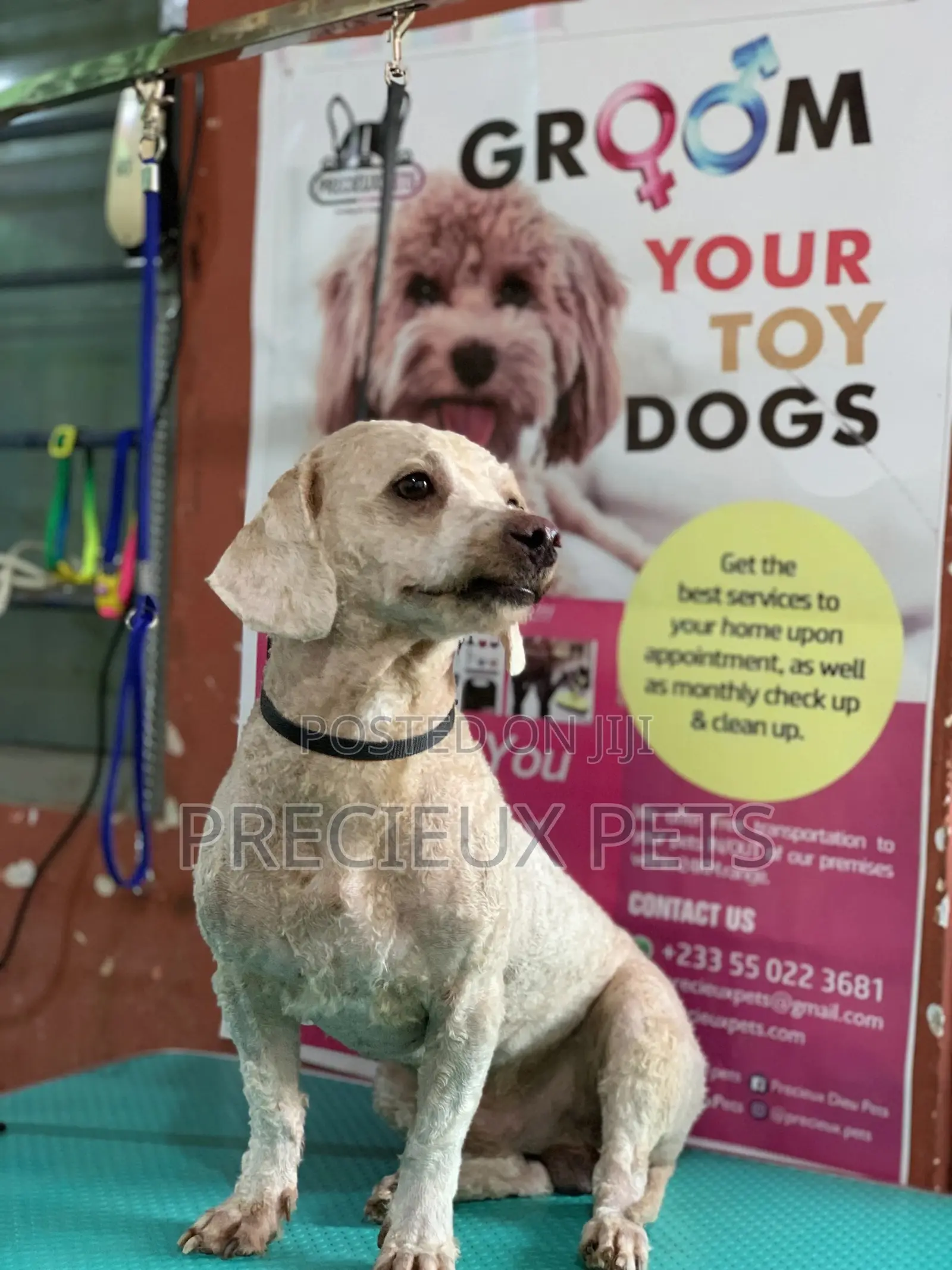 Full Option Grooming Package #1
