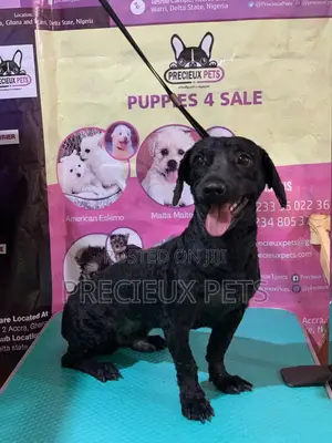 Full Option Grooming Package #1