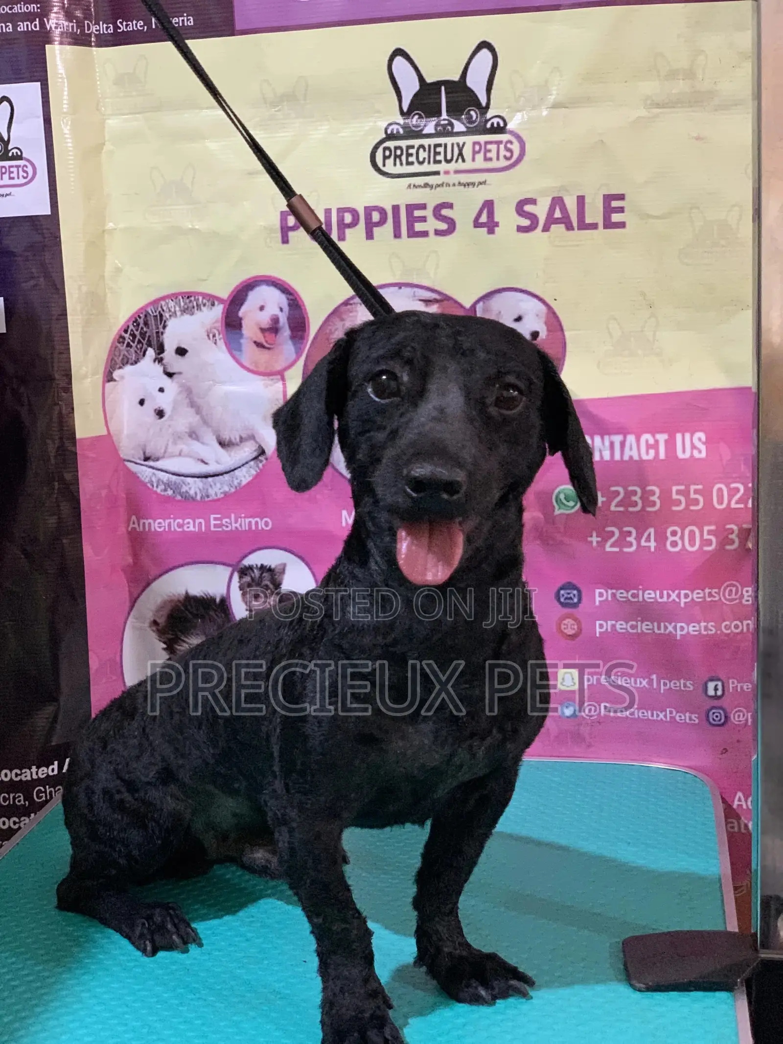Full Option Grooming Package #1