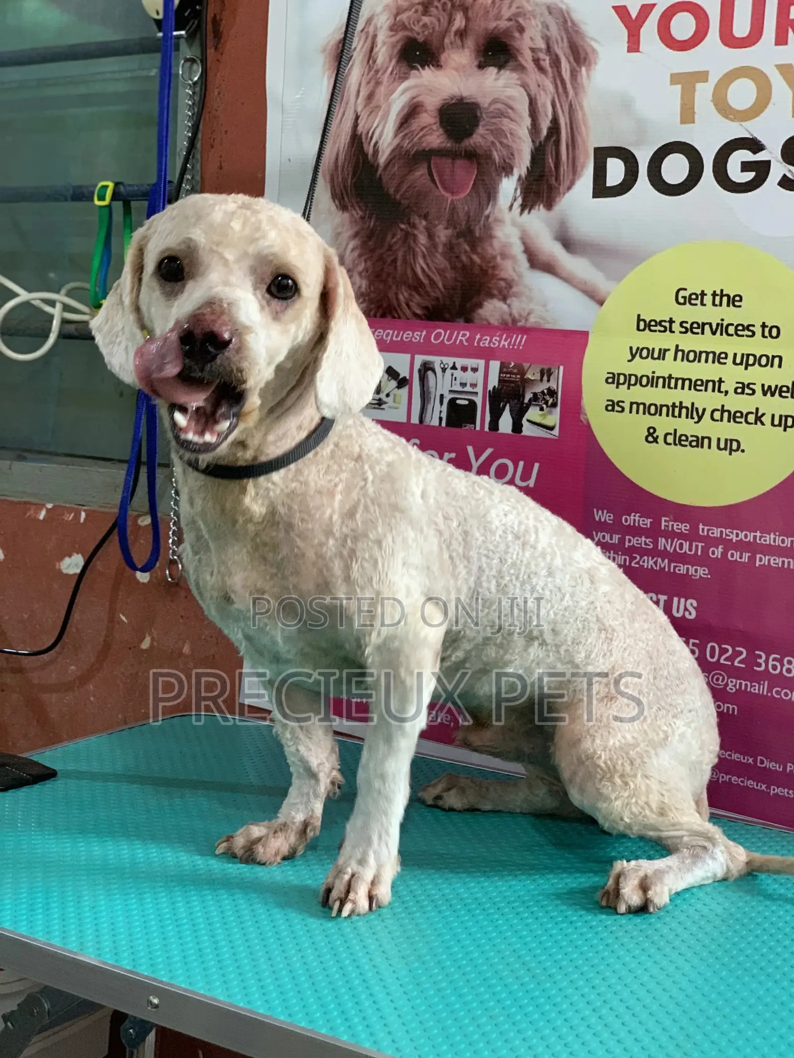 Full Option Grooming Package #1