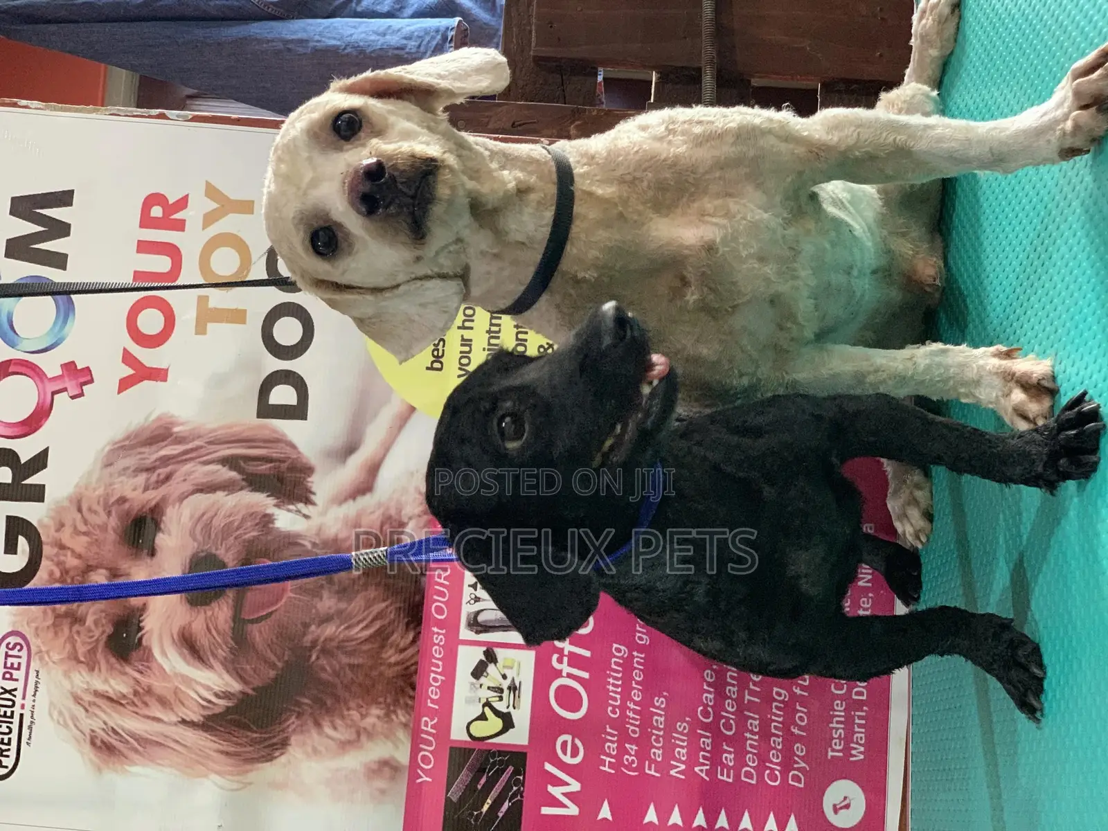 Full Option Grooming Package #1