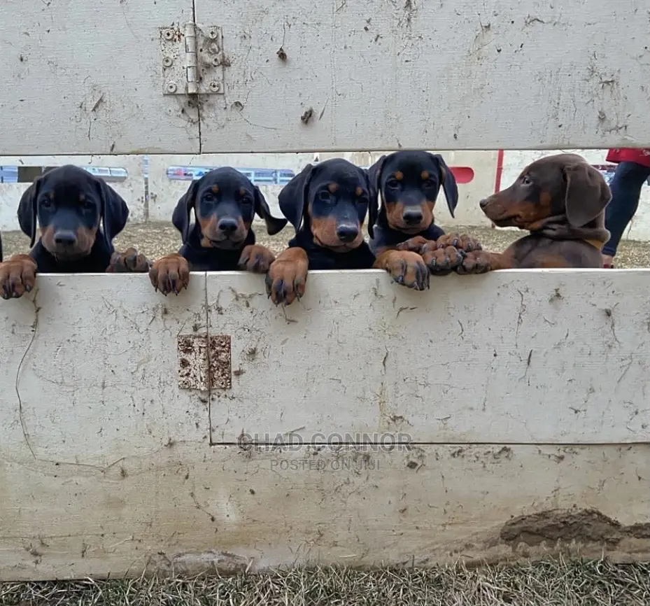 1-3 months Male Purebred Doberman Pinscher