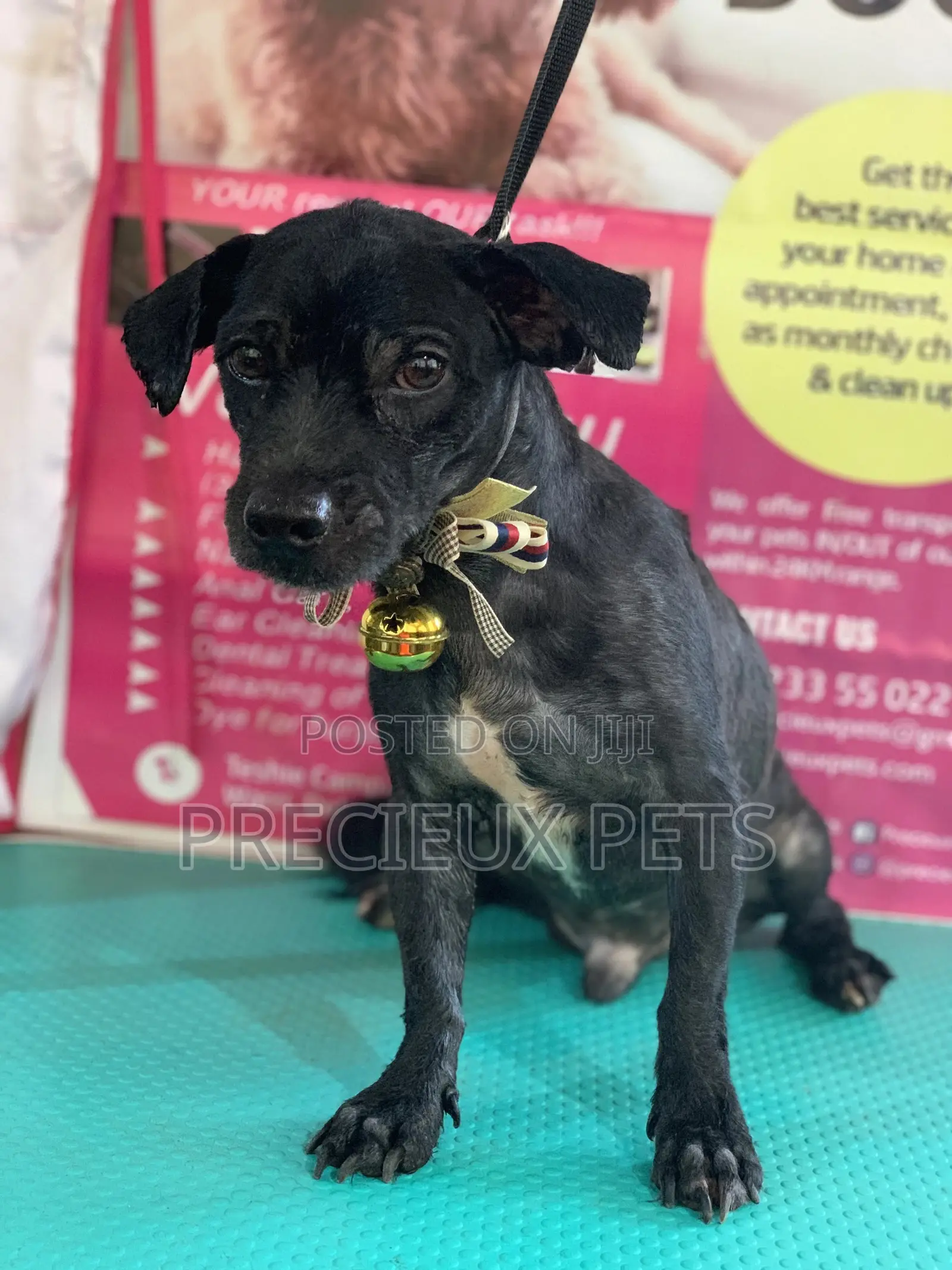 Summer Cut Grooming