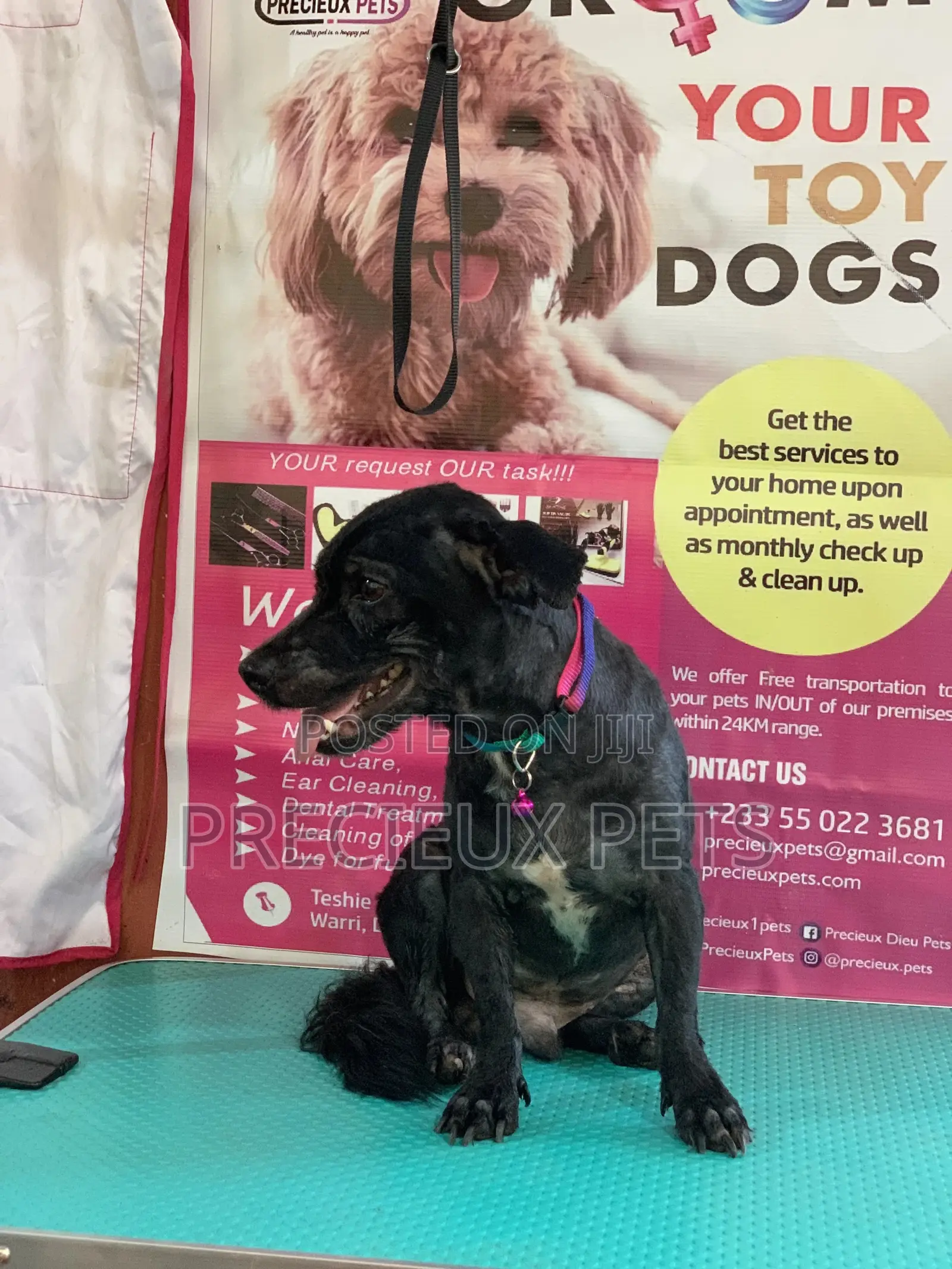 Summer Cut Grooming