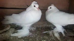 Indian Loton Pigeons