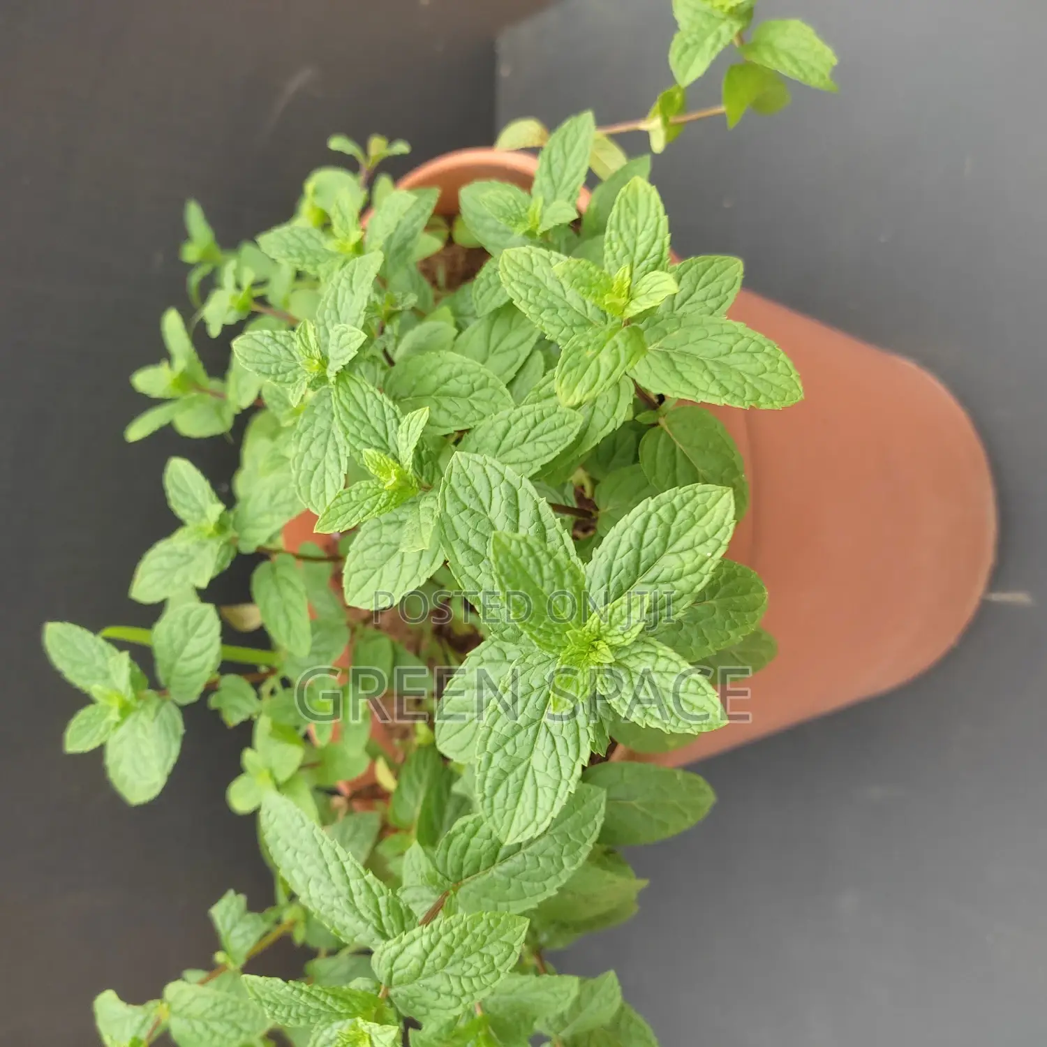 Potted Mint Plant